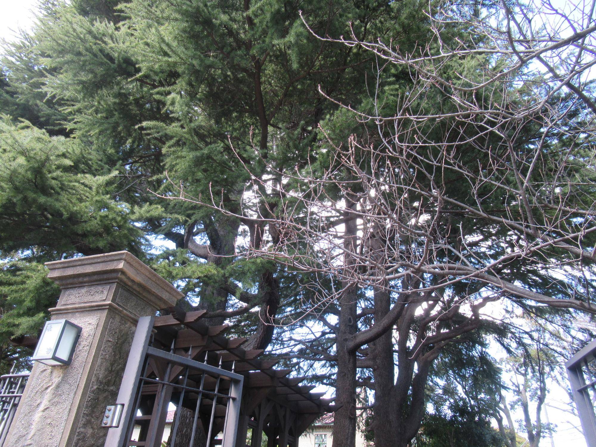 0321【ベーリック】 ヤエザクラ.JPG