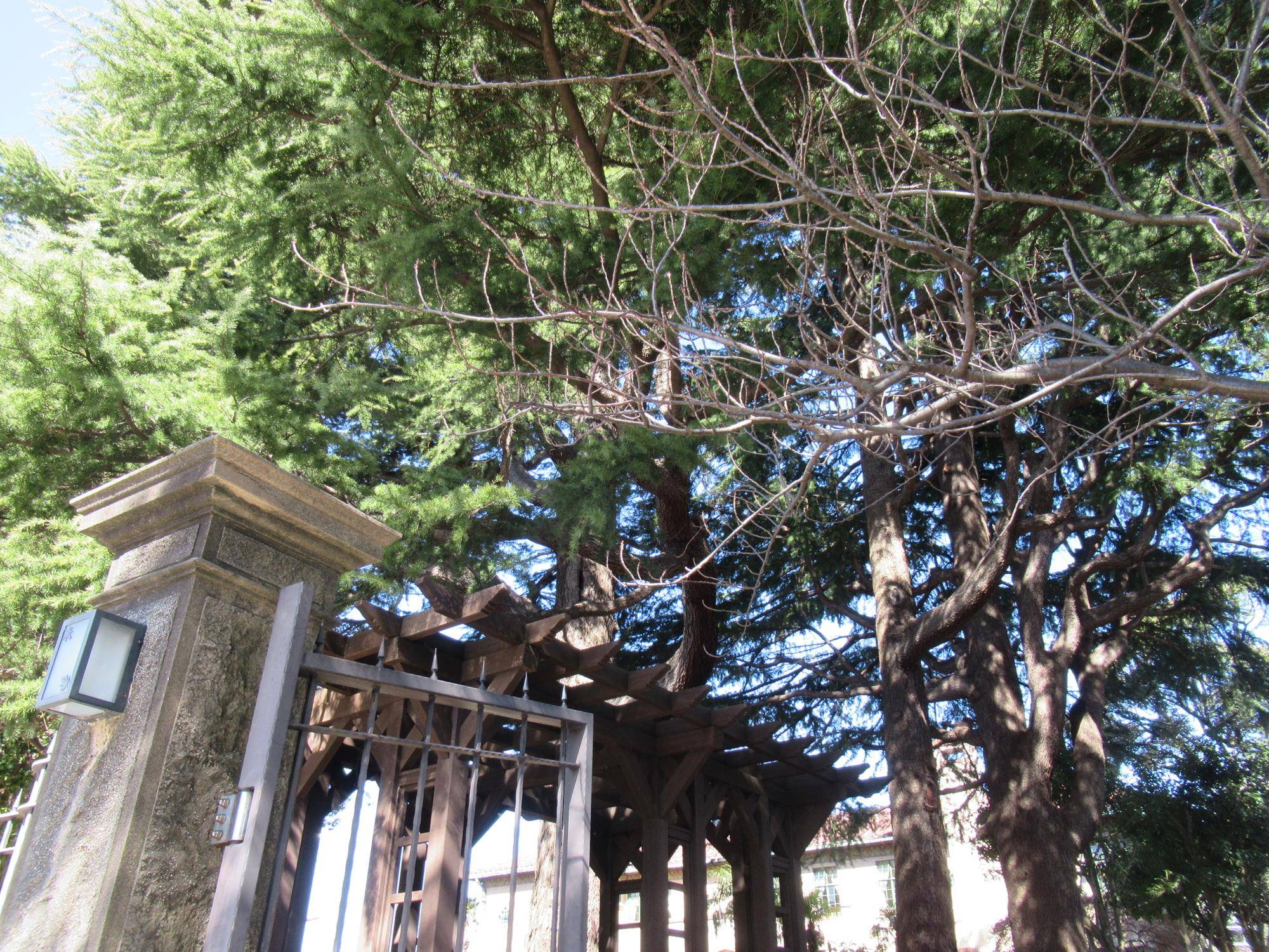 0310【ベーリック】 ヤエザクラ.JPG