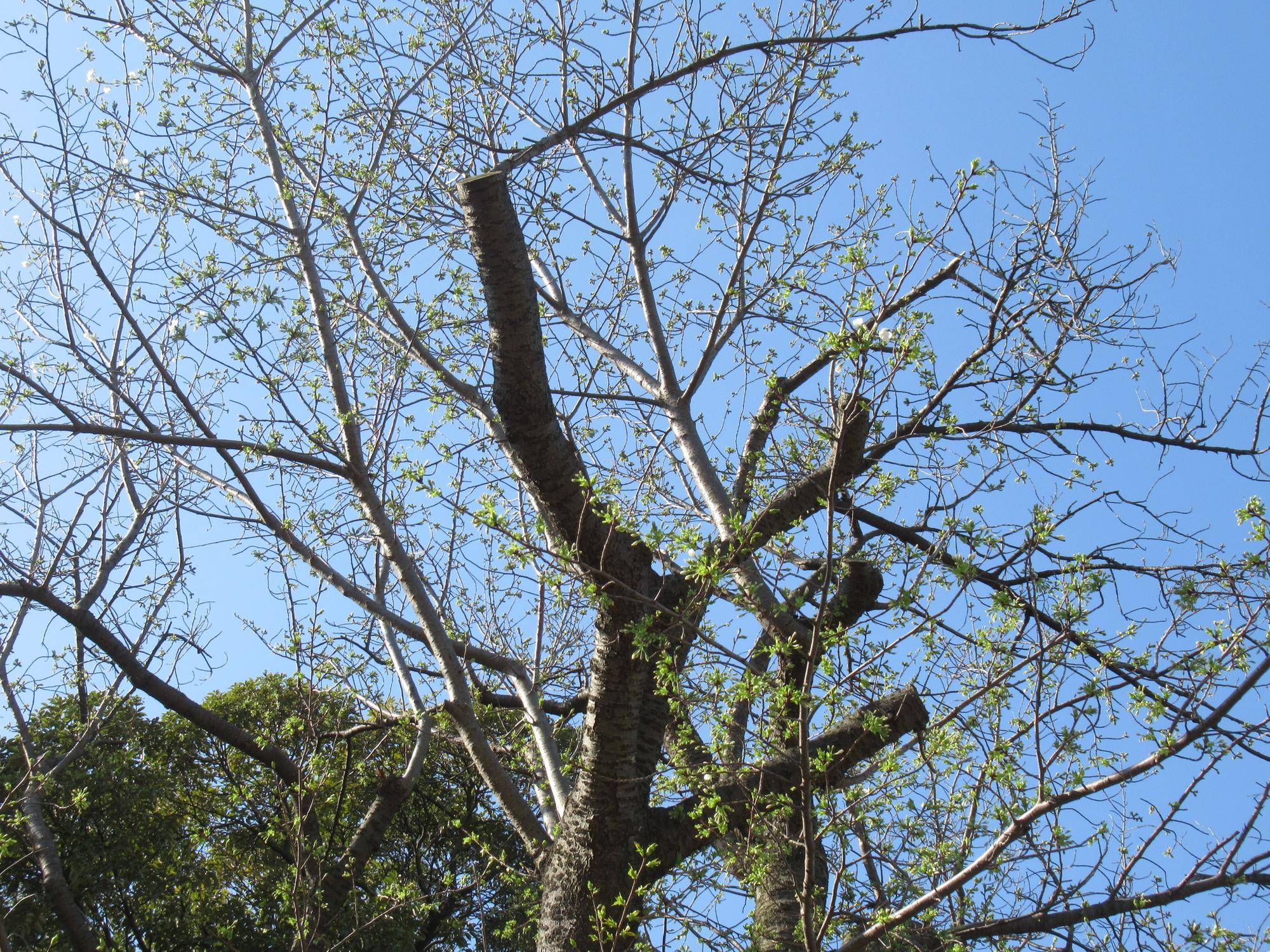 0331【ベーリック】オオシマザクラ (4).JPG