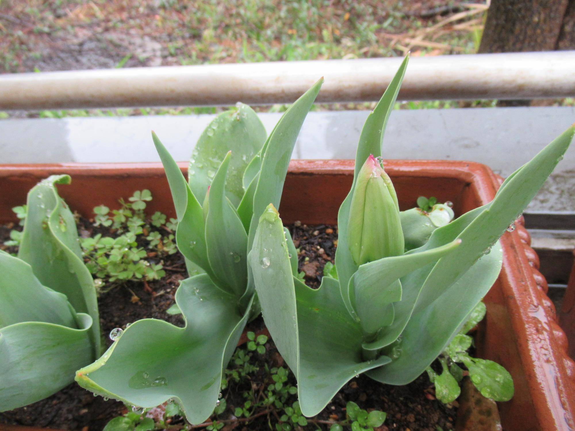 0325【ベーリック】  ラバーズタウン.JPG