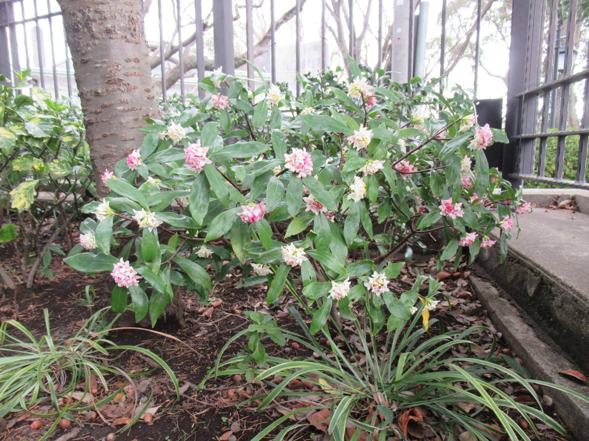 【ベーリック】 ジンチョウゲ1本から白とピンクのお花.JPG