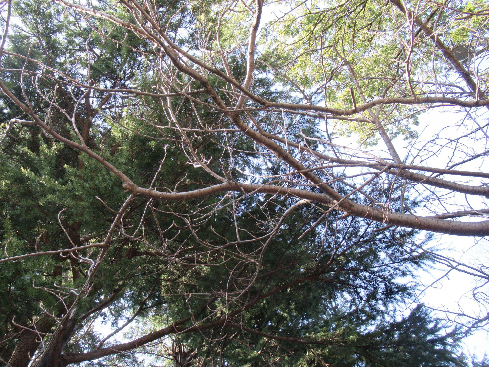 0317 【ベーリック】ヤエザクラ.JPG