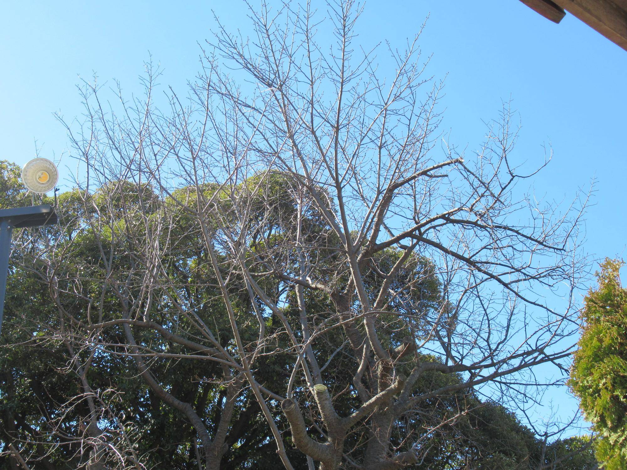 0310【ベーリック】 オオシマザクラ.JPG