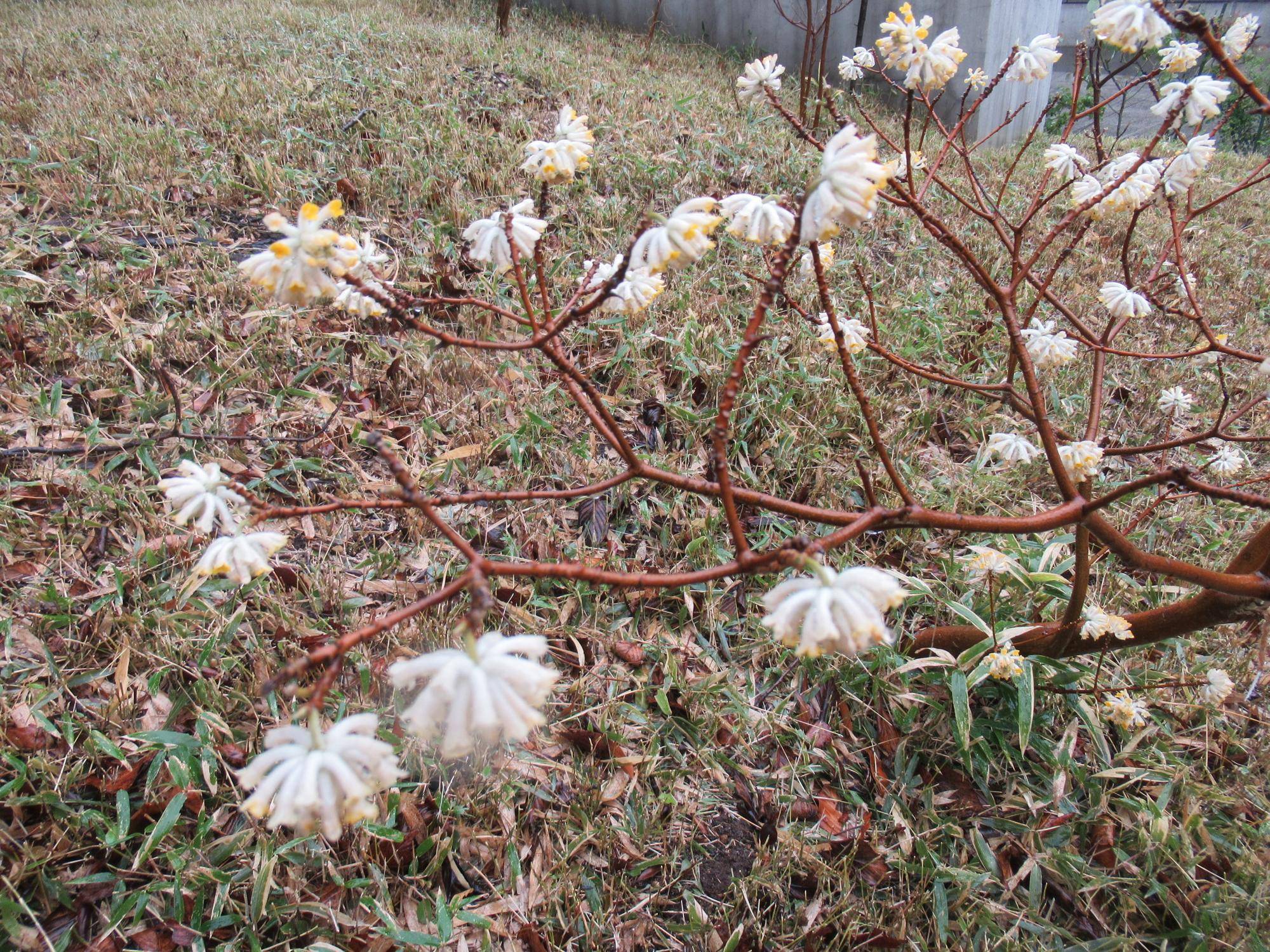 0326【ベーリック】 ミツマタ (1).JPG