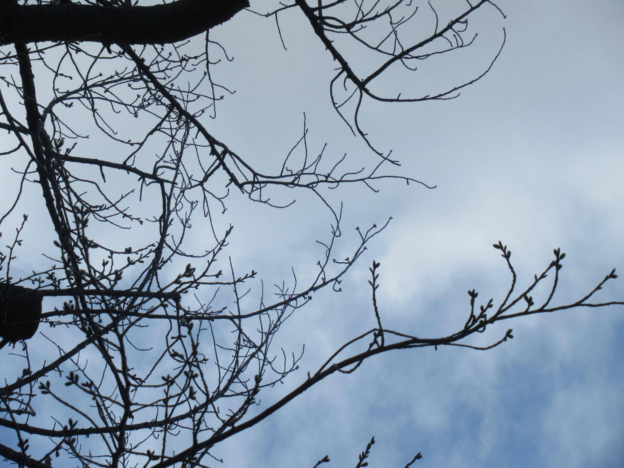 0321【ベーリック】 オオシマザクラ (2).JPG