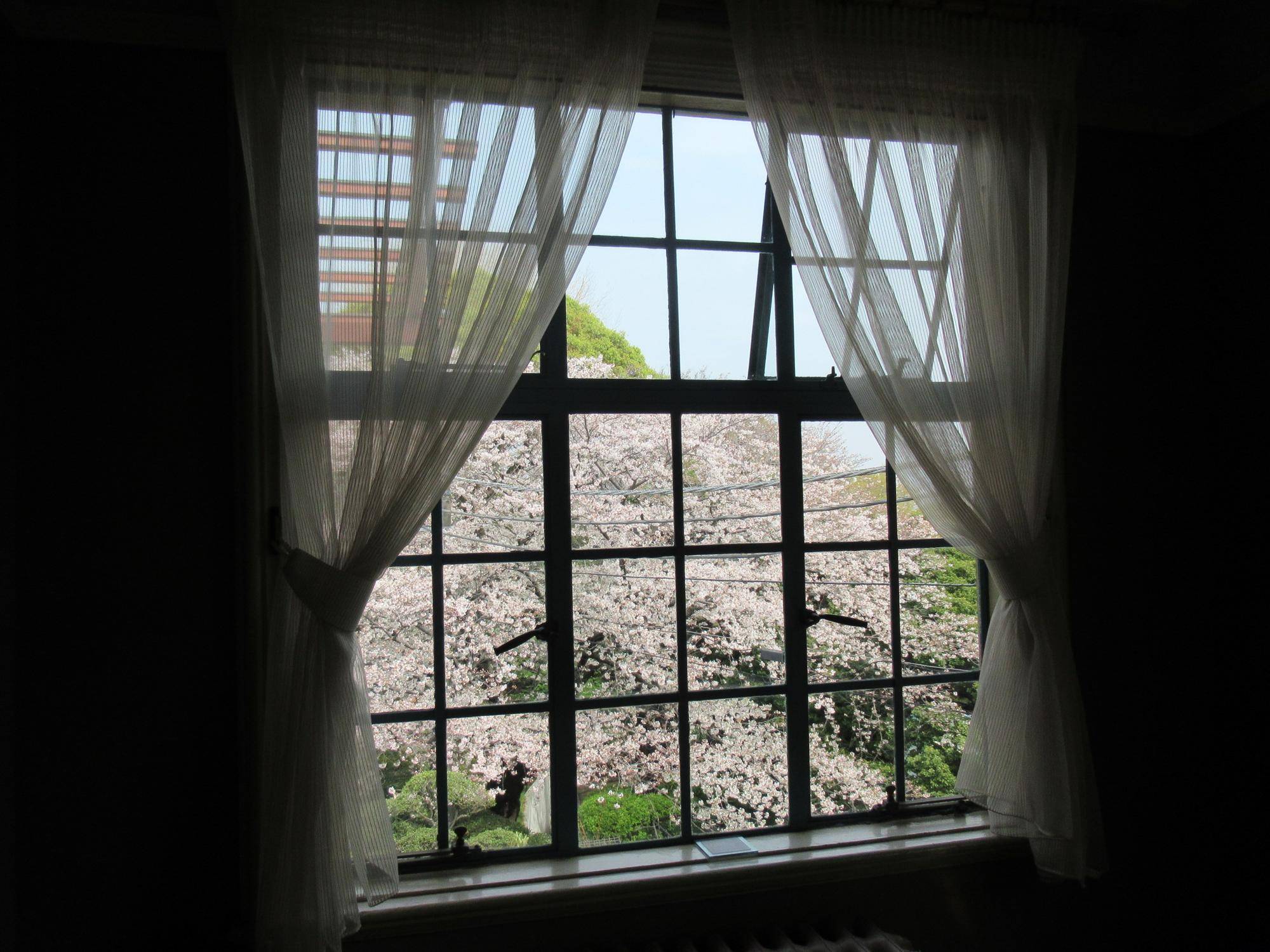 0407 【ベーリック】サンポーチから見えるソメイヨシノ.JPG