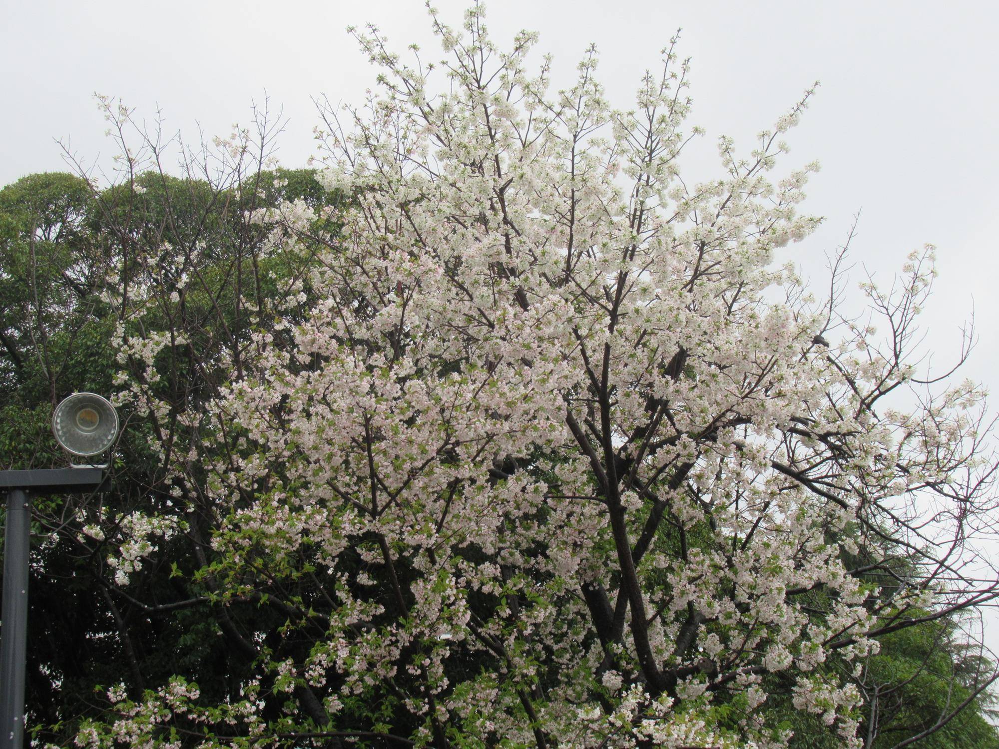 0409【ベーリック】オオシマザクラ (4).JPG