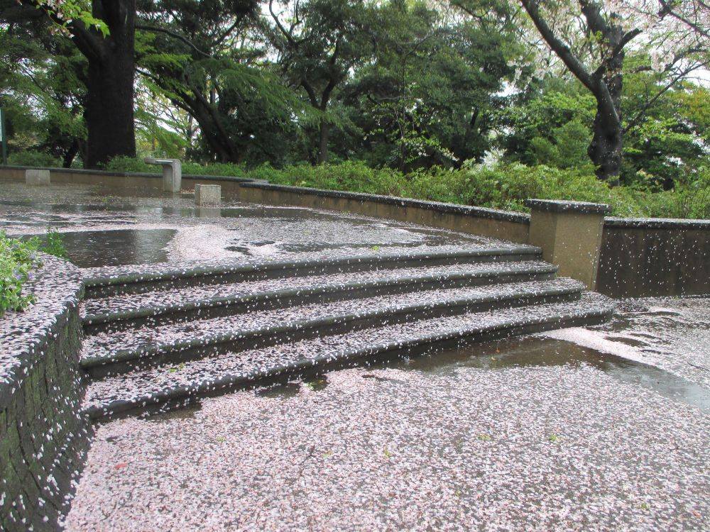 0409 234 ②桜.開花状況.jpg