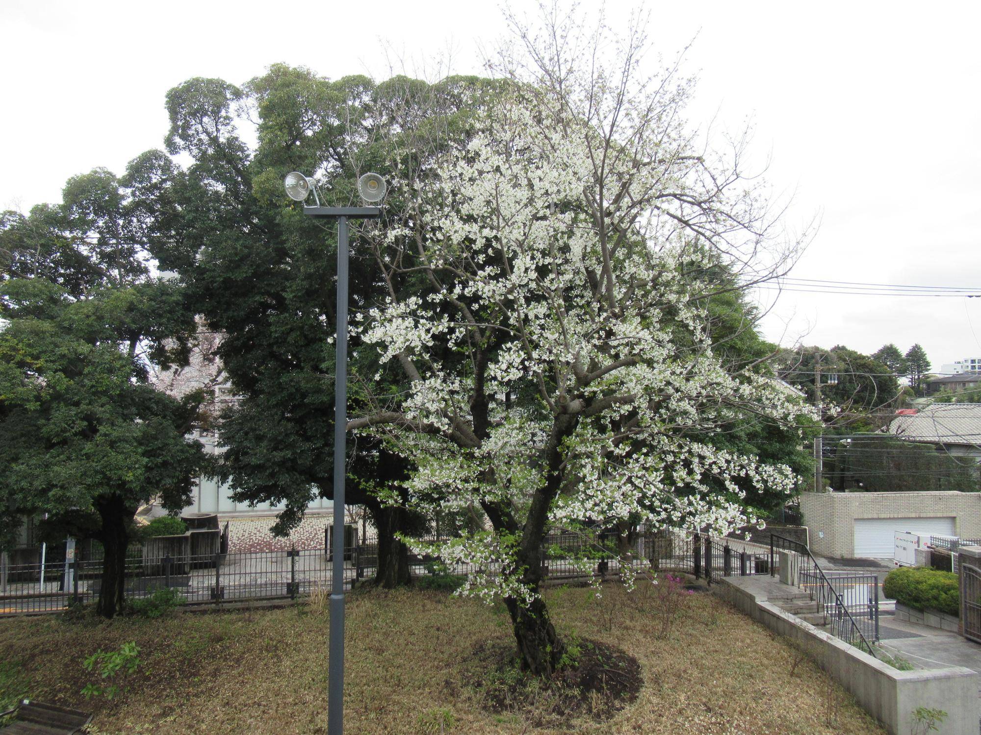 0404【ベーリック】オオシマザクラ (2).JPG