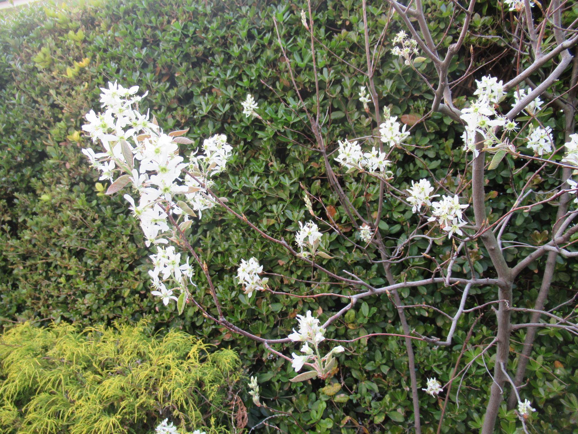 0413【ベーリック】 ジュンベリー.JPG