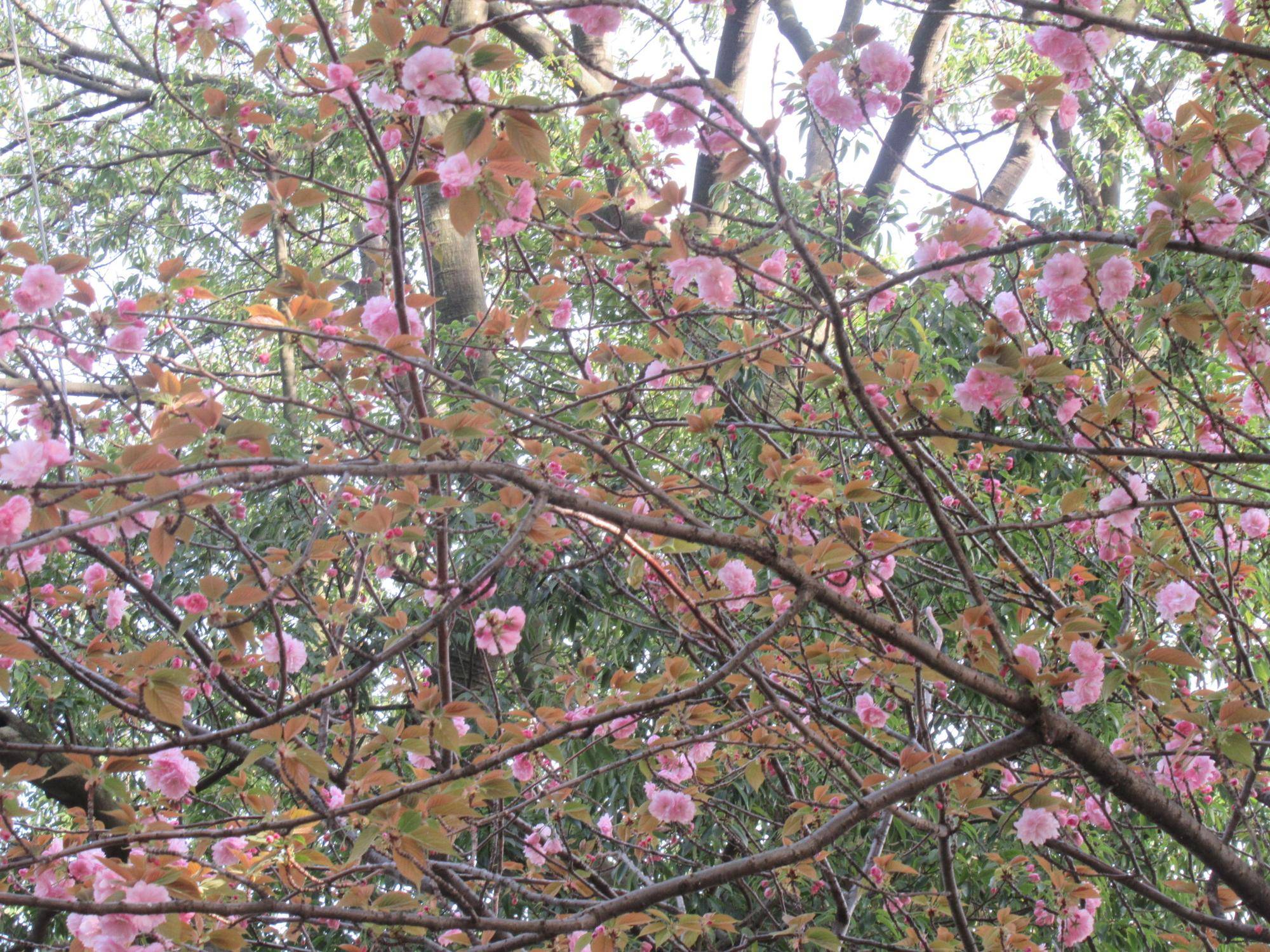 0413【ベーリック】 ヤエザクラ.JPG