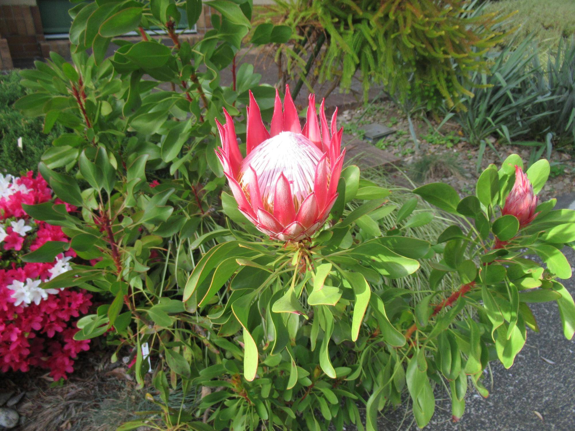 0413【ベーリック】 プロテア.JPG