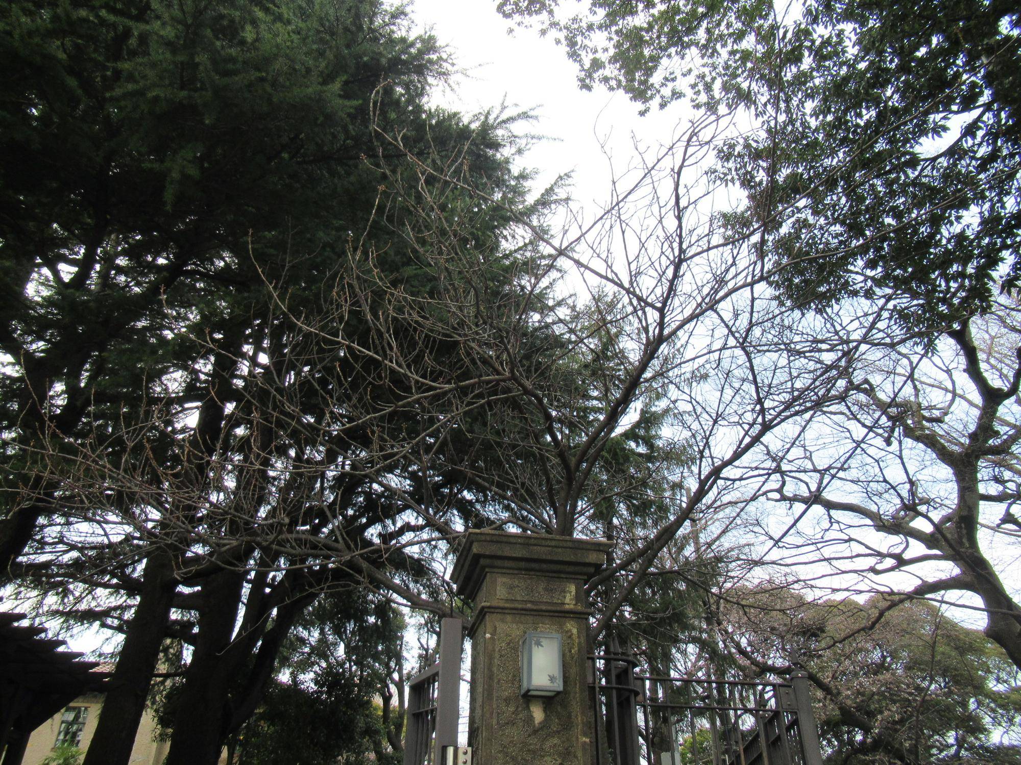 0401 ヤエザクラ (2).JPG