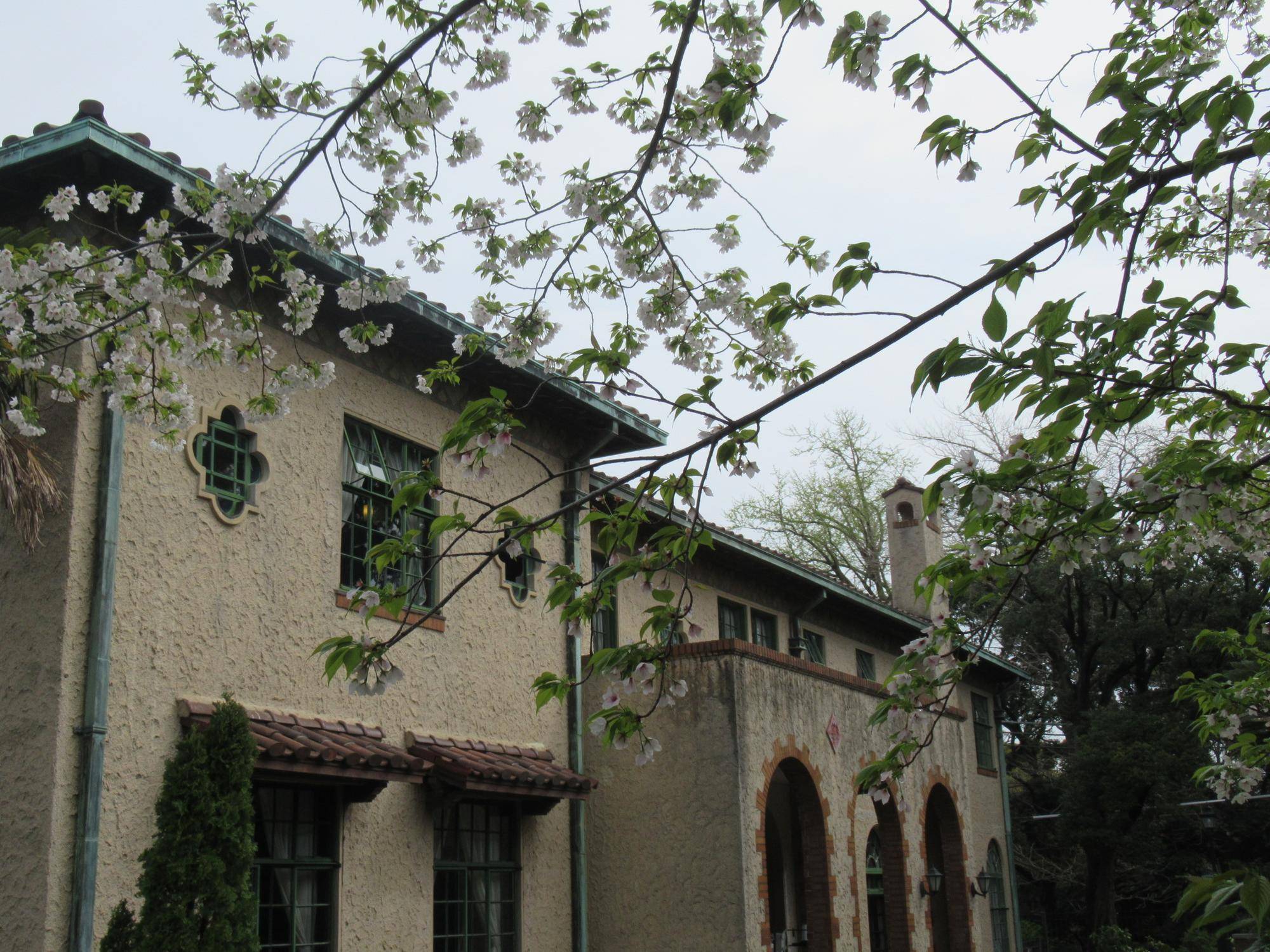 0407 【ベーリック】オオシマザクラ (2).JPG