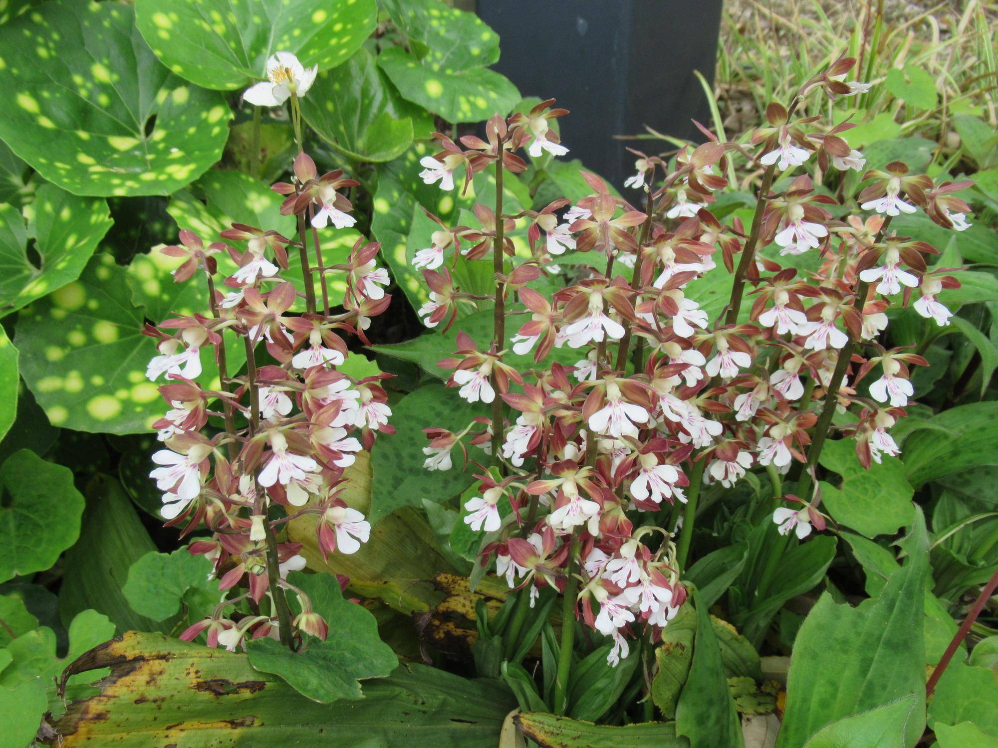 0426【ベーリック】 エビネ.JPG