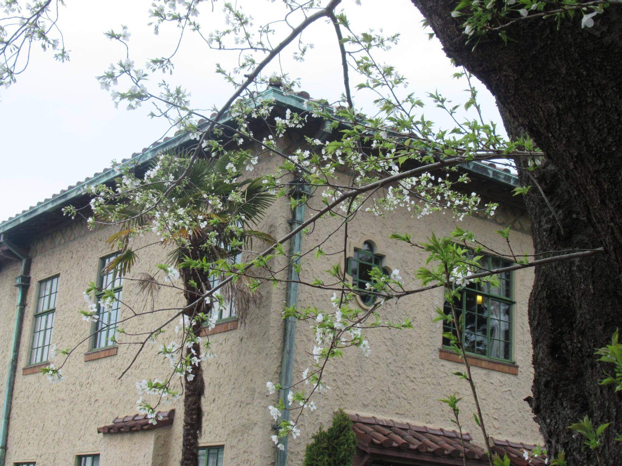 0401 オオシマザクラ (2).JPG