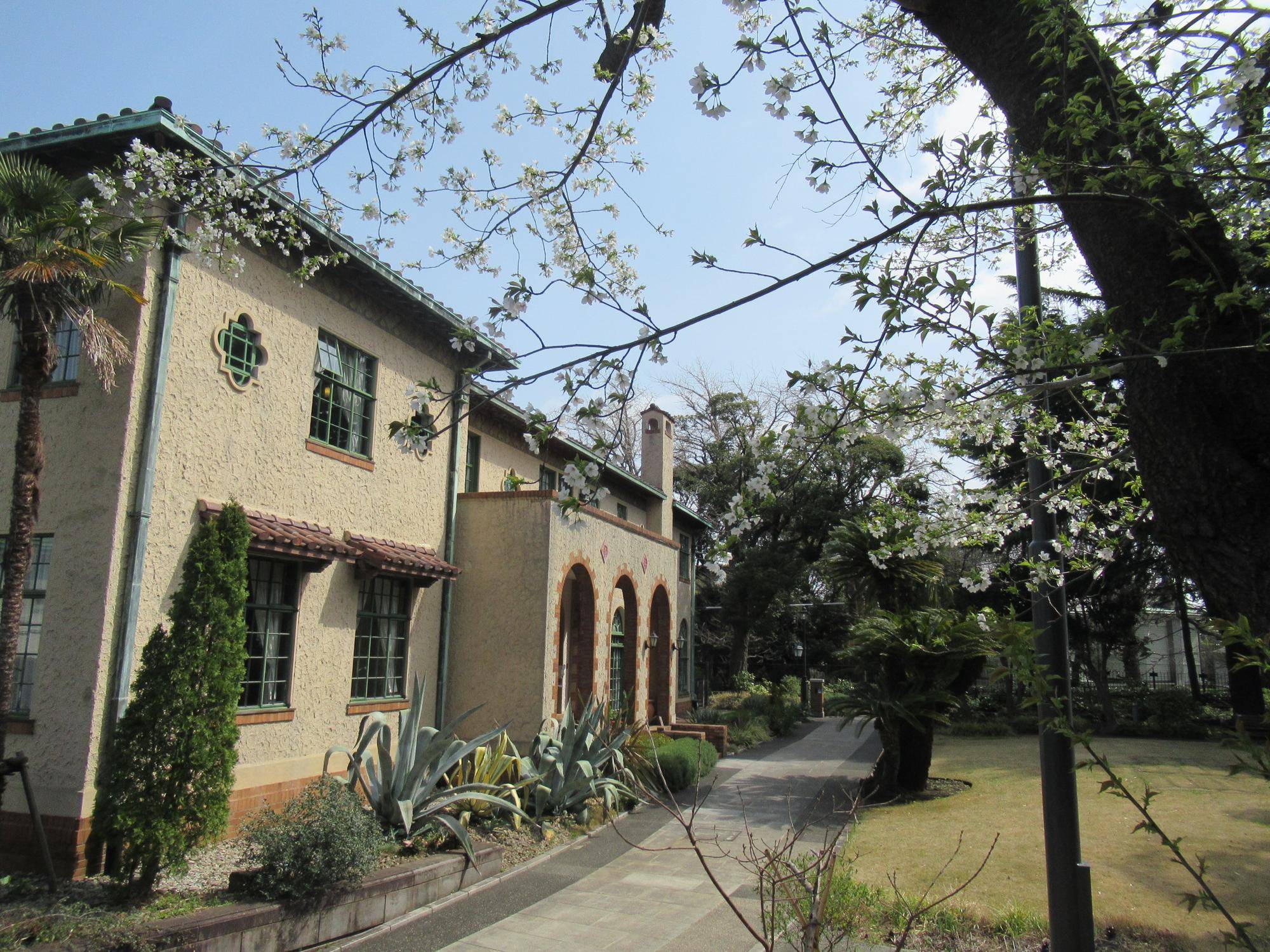 0402【ベーリック】 オオシマザクラ (2).JPG