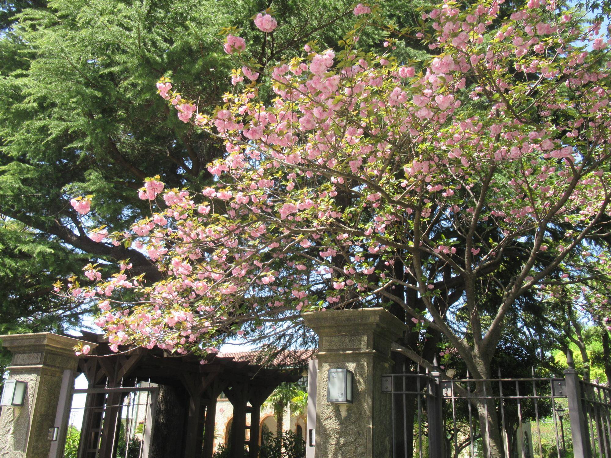 0419【ベーリック】ヤエザクラ (1).JPG