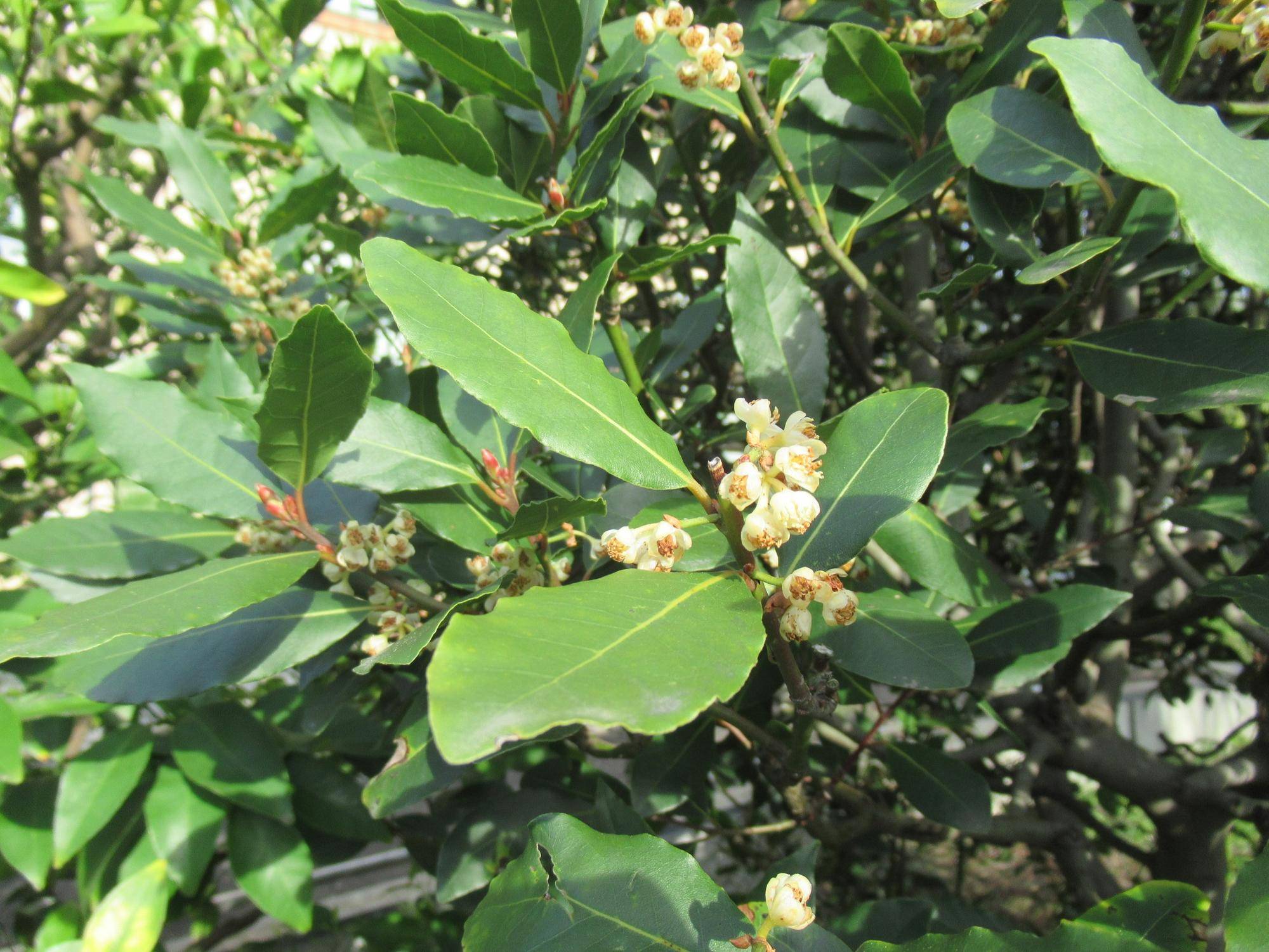 0413【ベーリック】 月桂樹.JPG