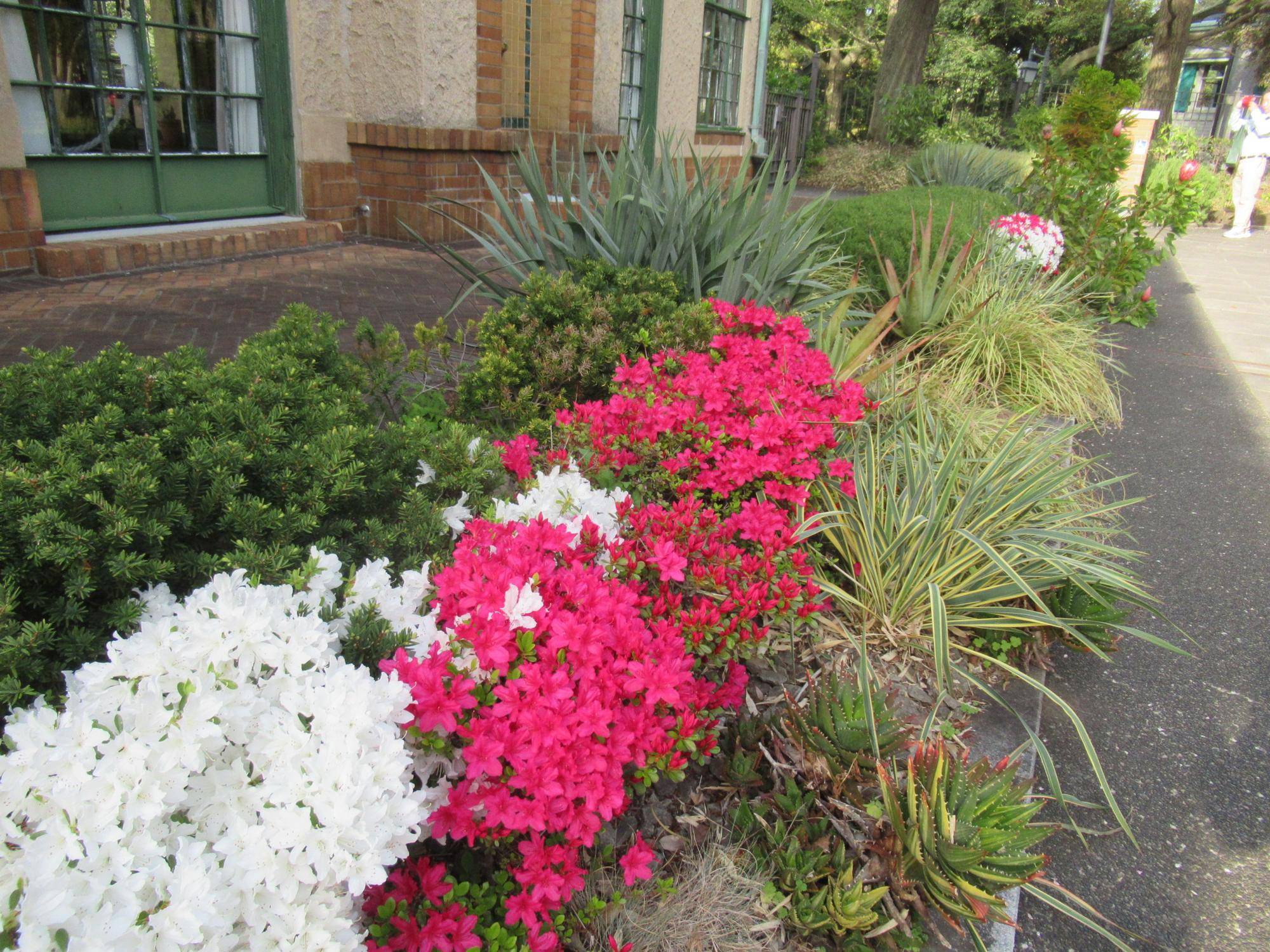 0413【ベーリック】 クルメツツジ.JPG