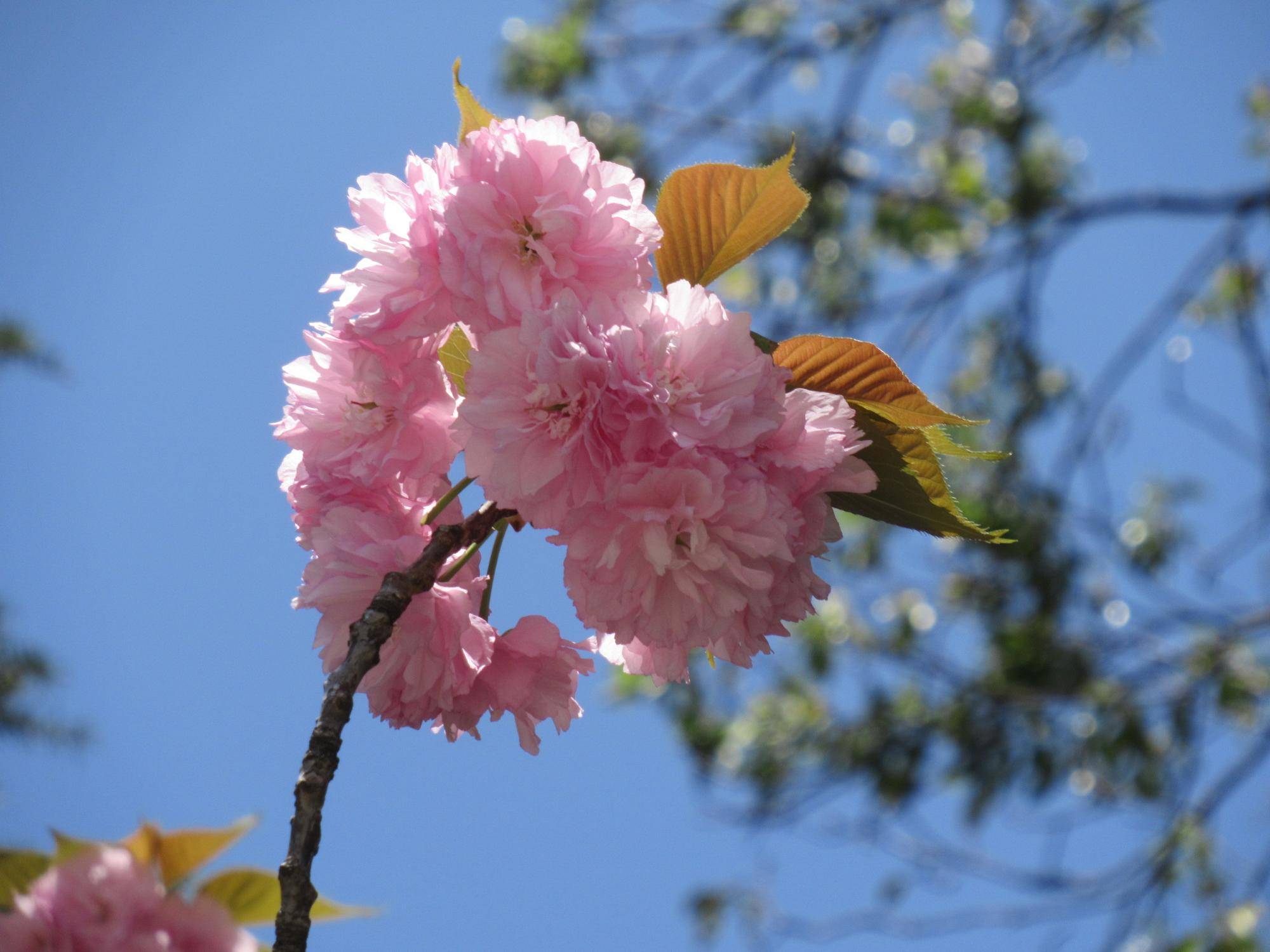 0419【ベーリック】ヤエザクラ (3).JPG