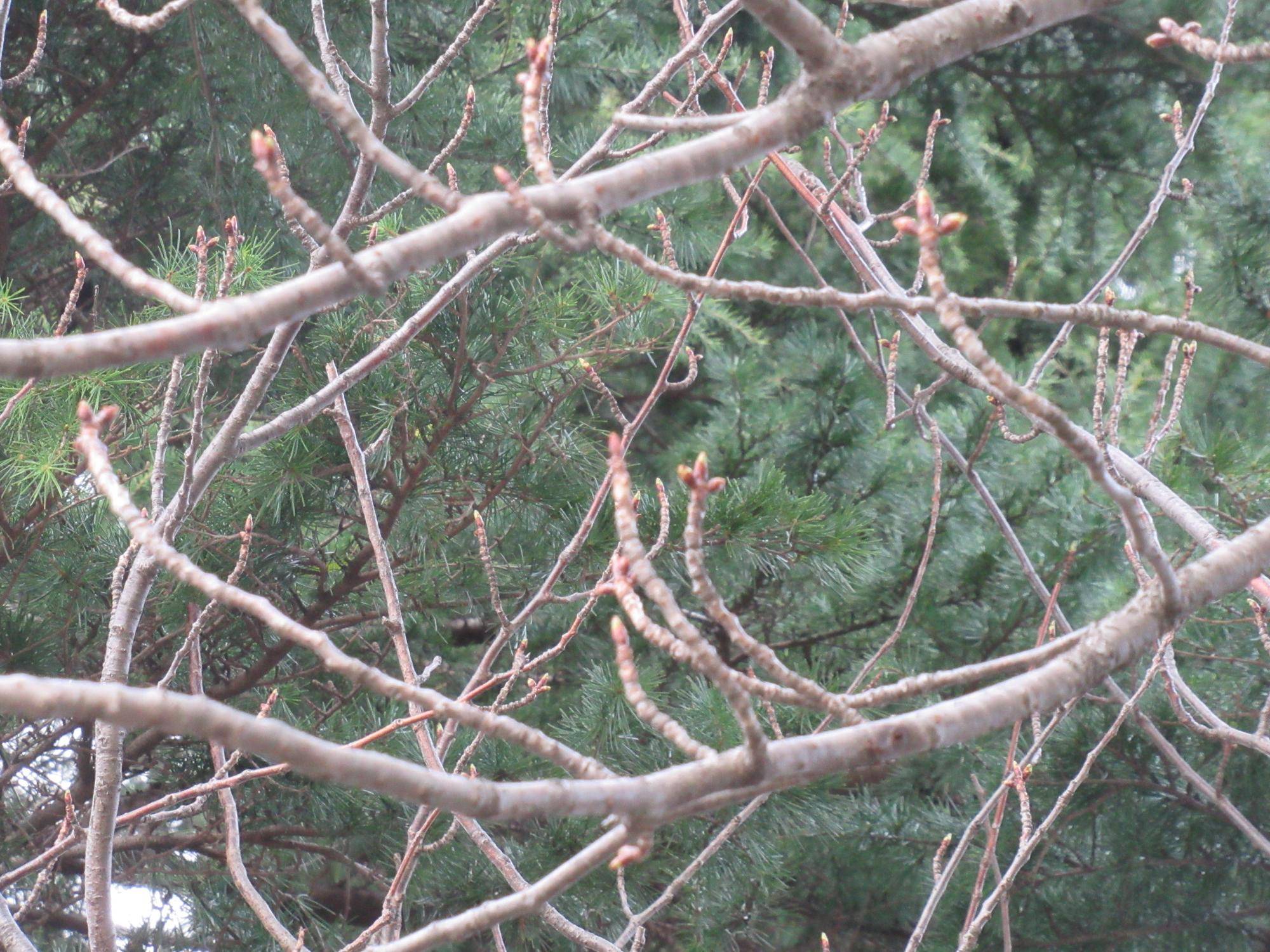 0401 ヤエザクラ (1).JPG