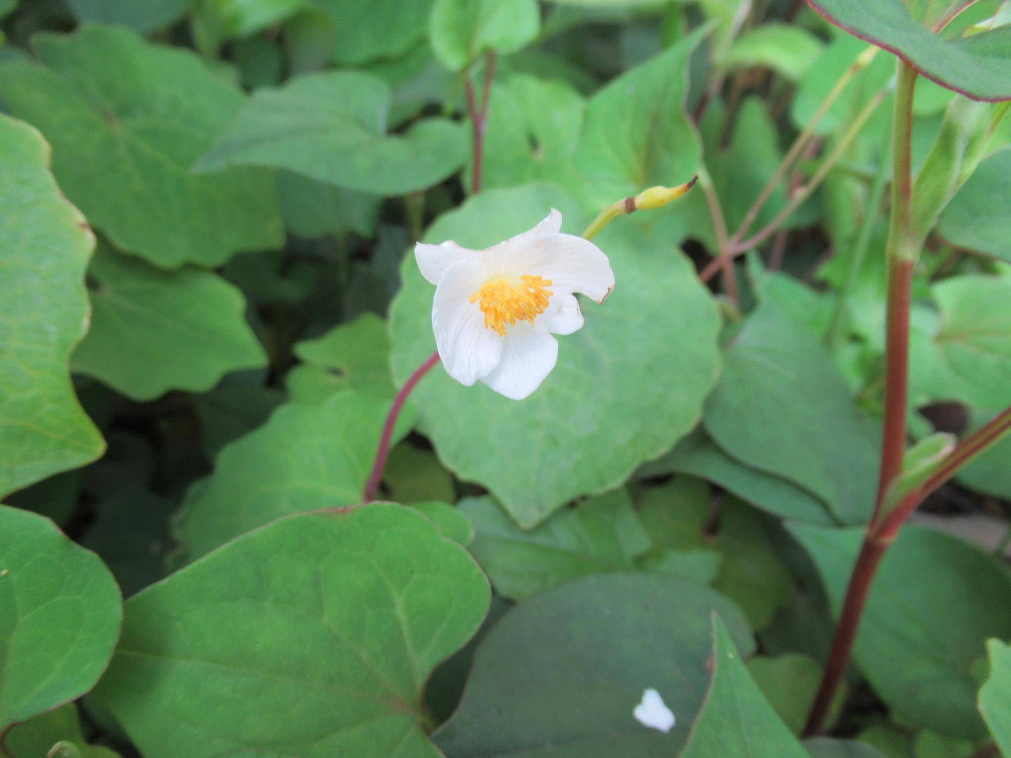 0502【ベーリック】 シラユキナゲシ.JPG