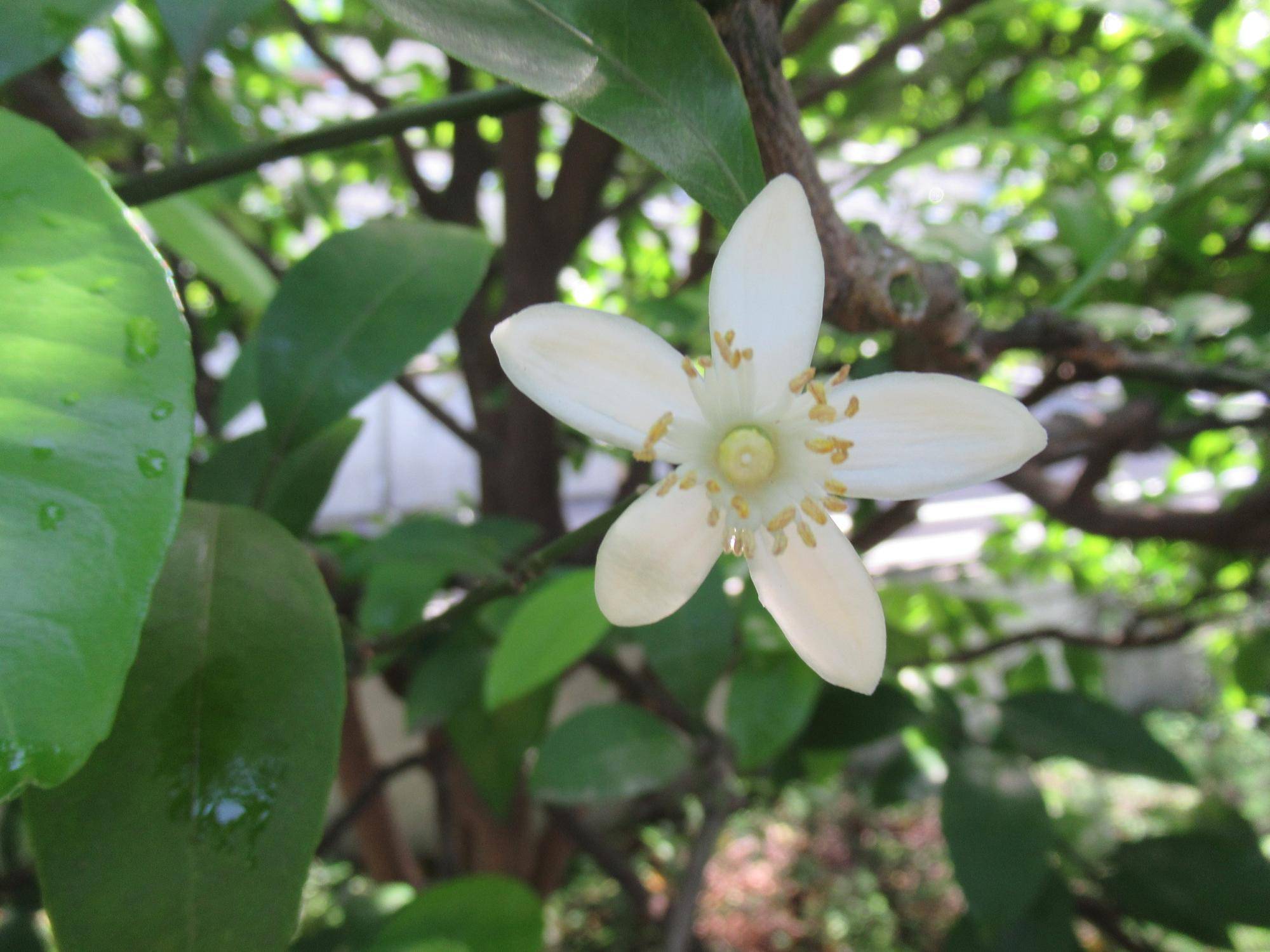 0502【ベーリック】 ナツミカンの花.JPG