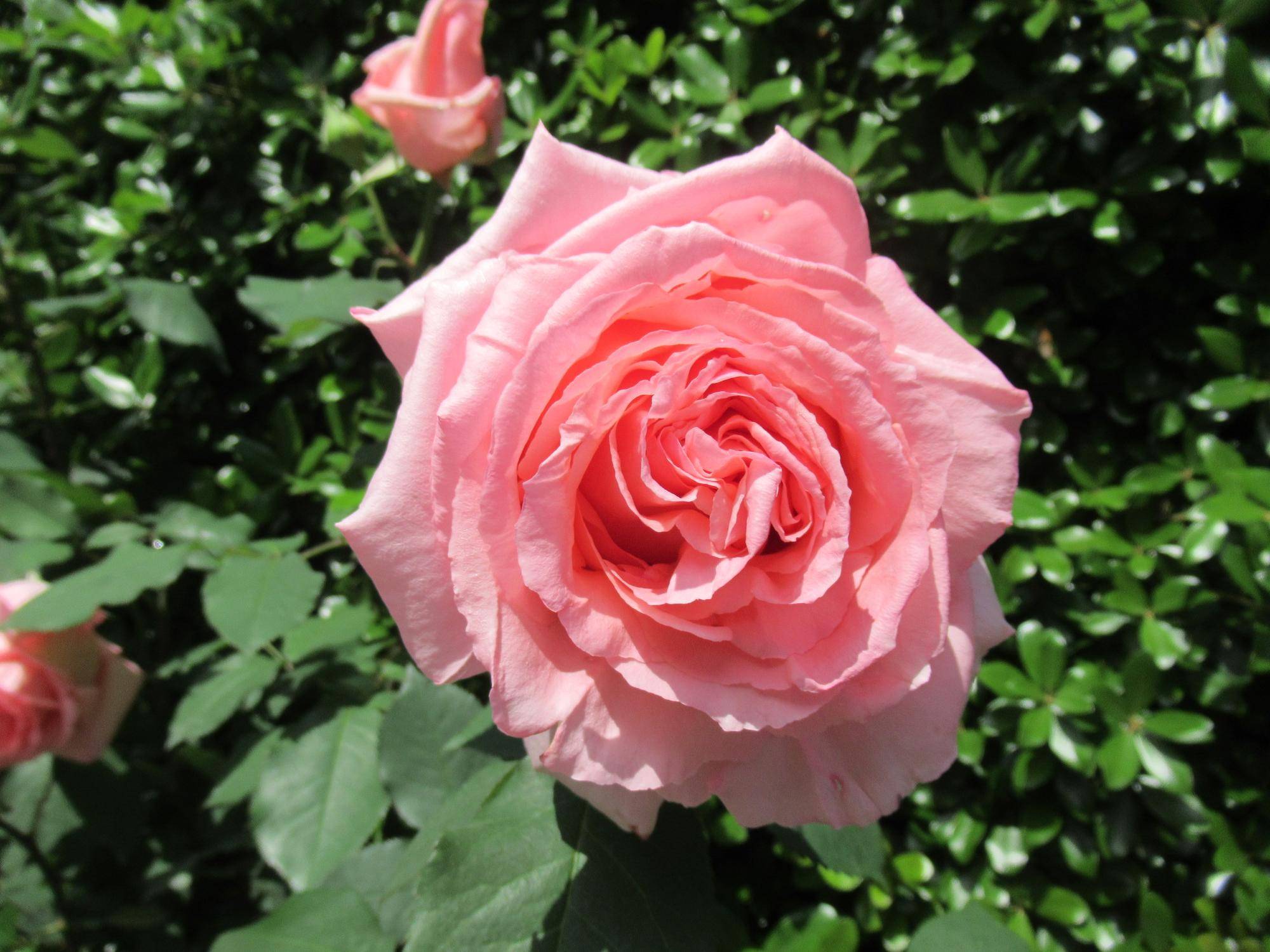 0502【ベーリック】 はまみらい.JPG