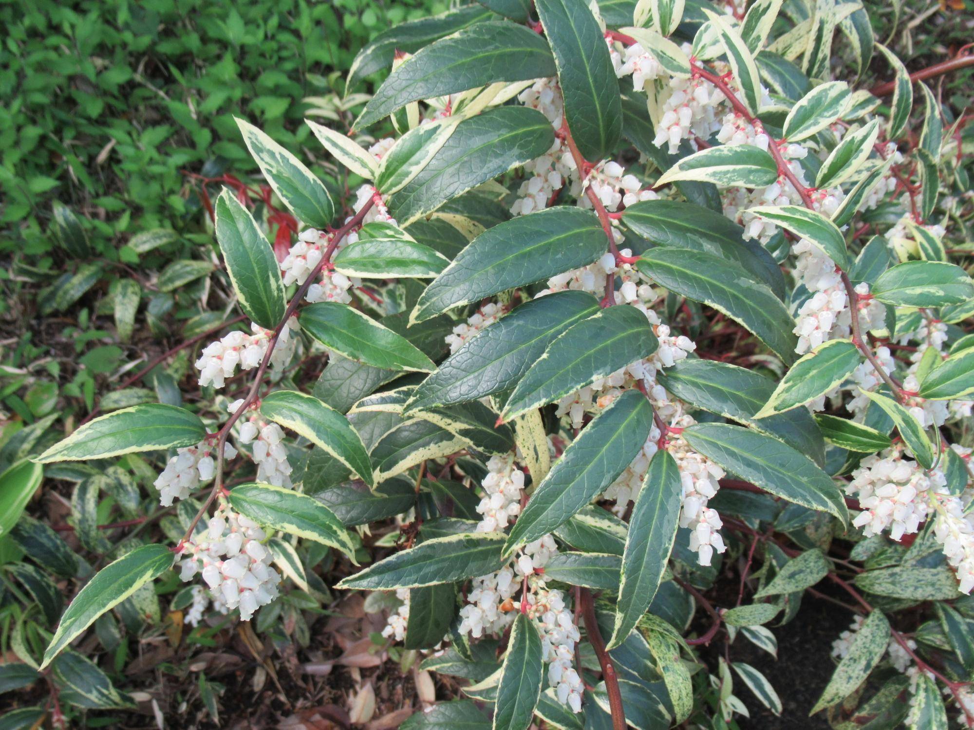 0502【ベーリック】 アメリカイワナンテン.JPG