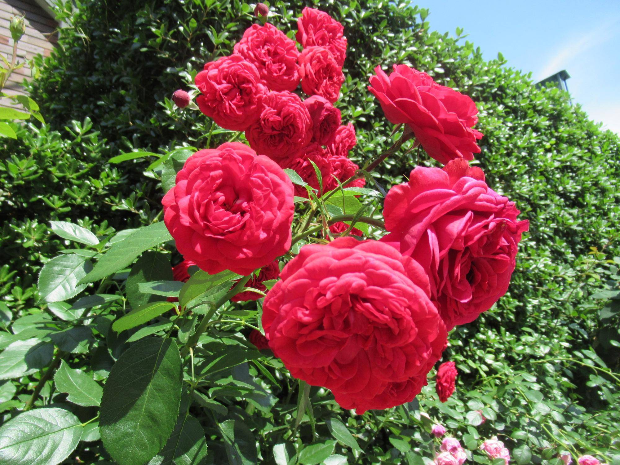 0526【ベーリック】 ジークフリート.JPG