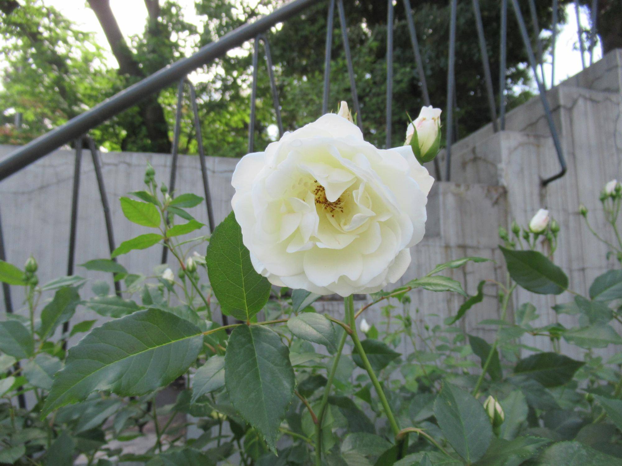 0502【ベーリック】 アイスバーグ.JPG