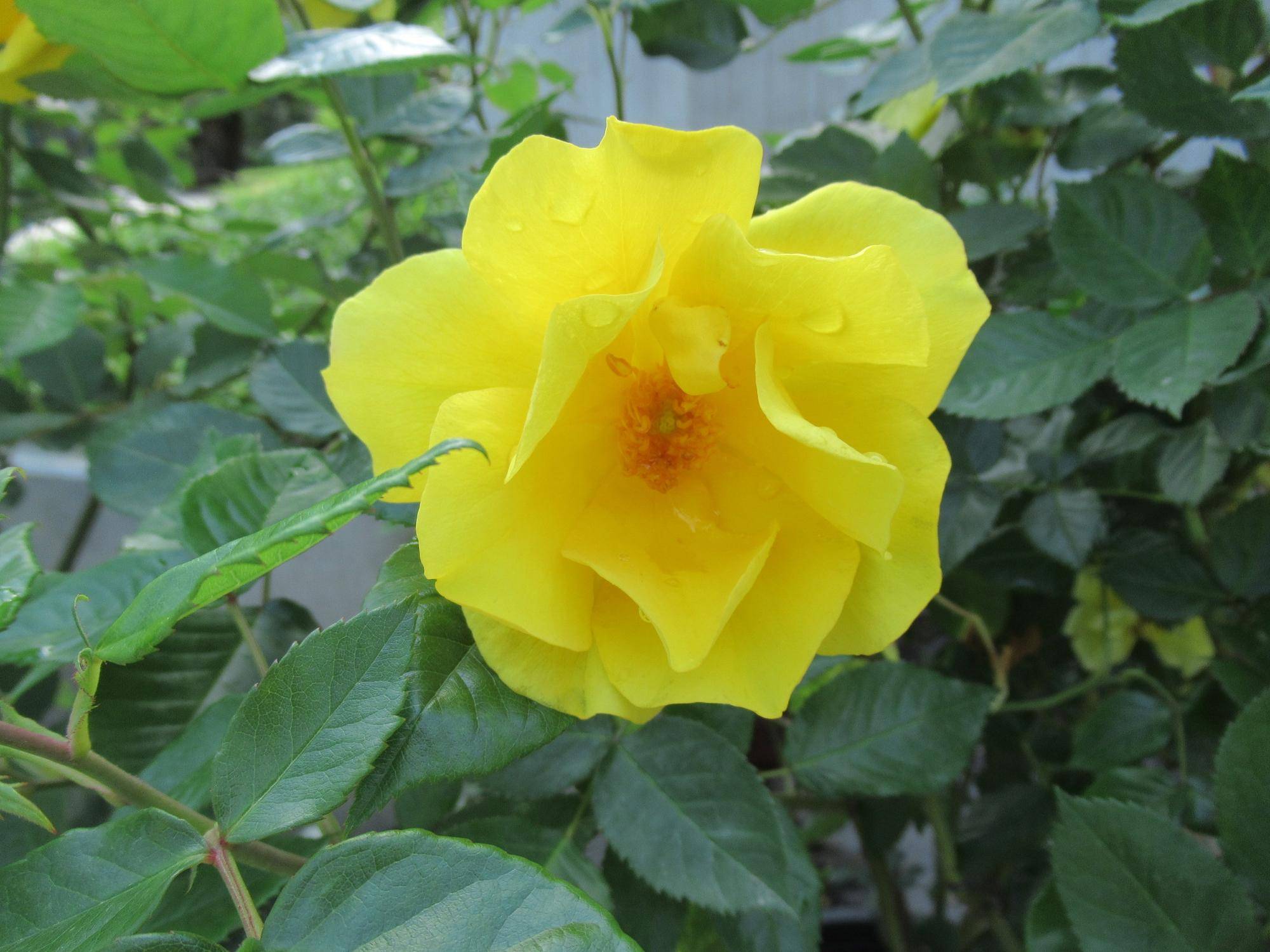 0502【ベーリック】 フリージア.JPG