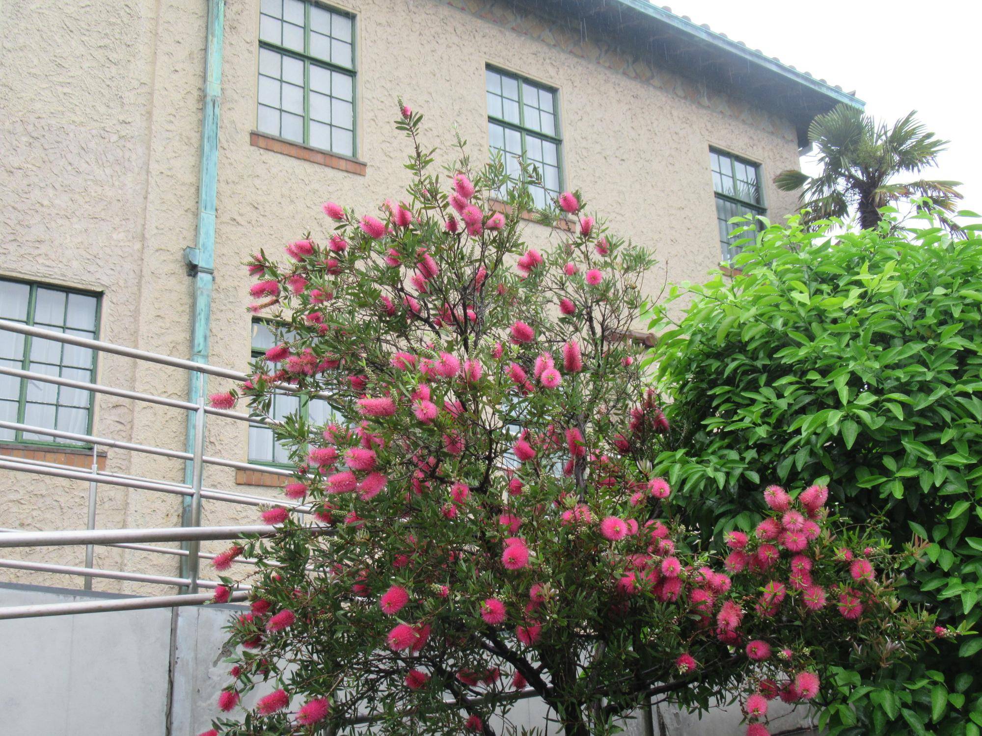 0513【ベーリック】 ブラシの木.JPG