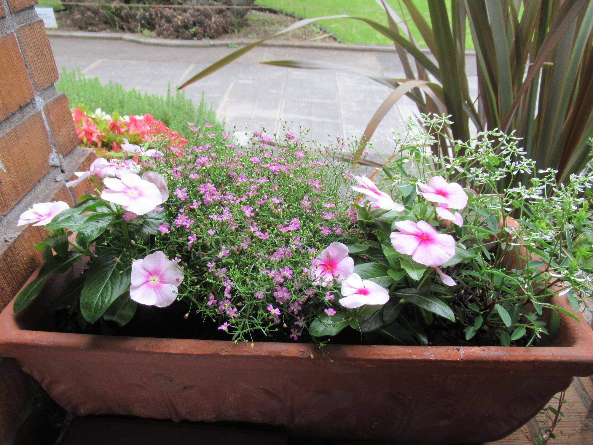 0519【ベーリック】花苗の植替え (2).JPG