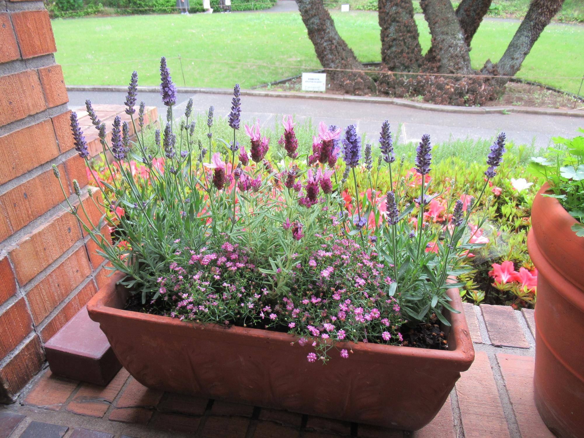 0519【ベーリック】花苗の植替え (1).JPG