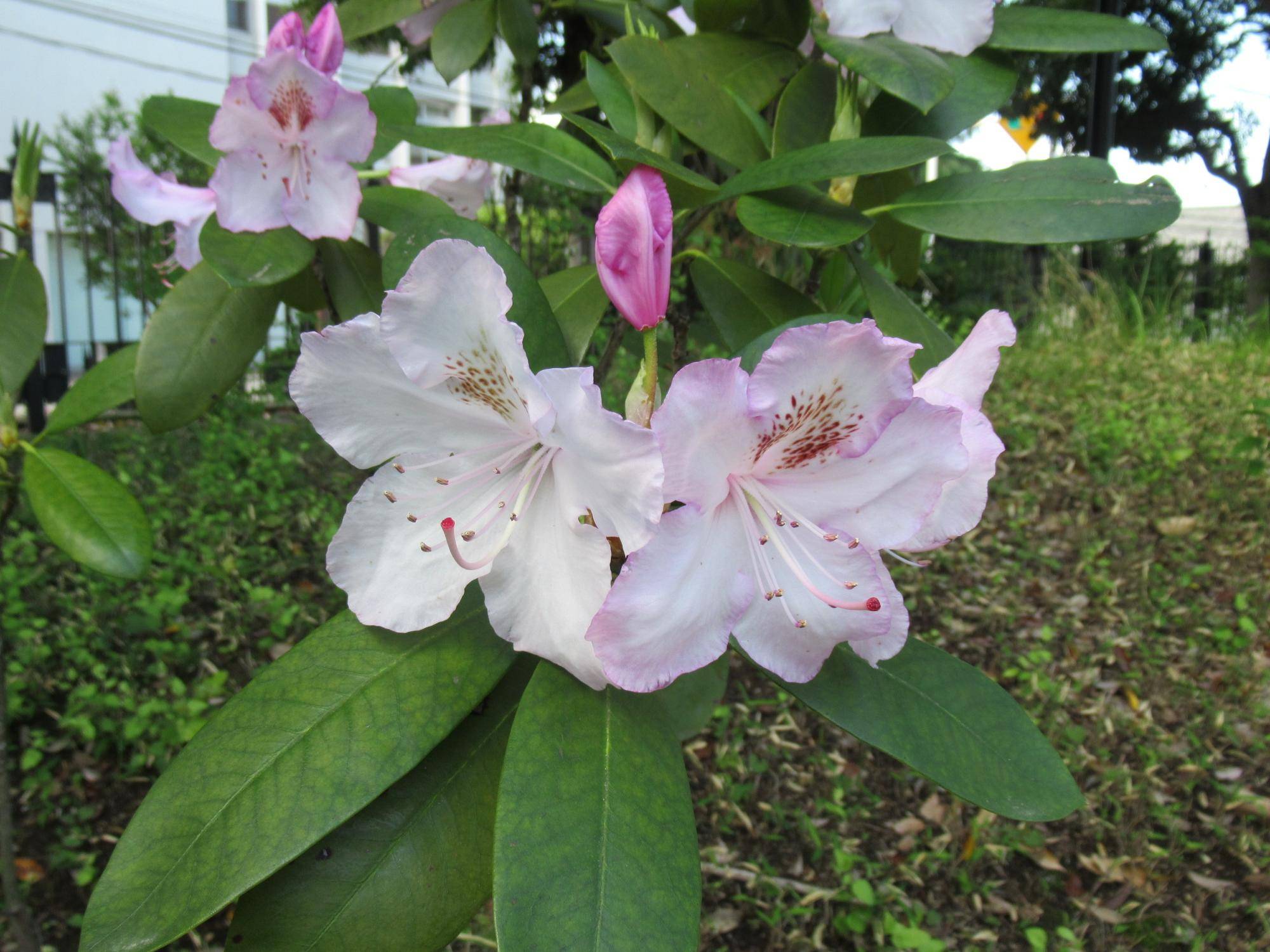 0502【ベーリック】 シャクナゲ.JPG