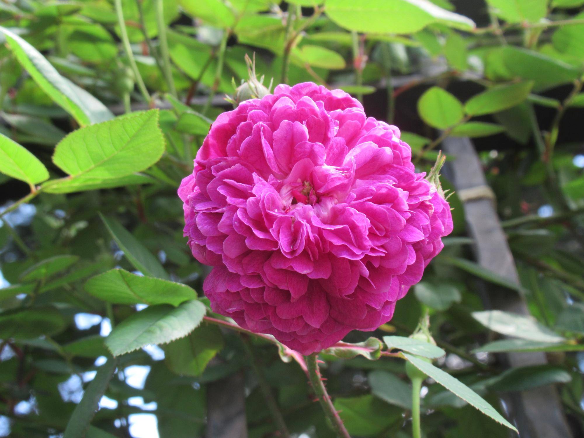 0502【ベーリック】 紫玉（しぎょく） (1).JPG