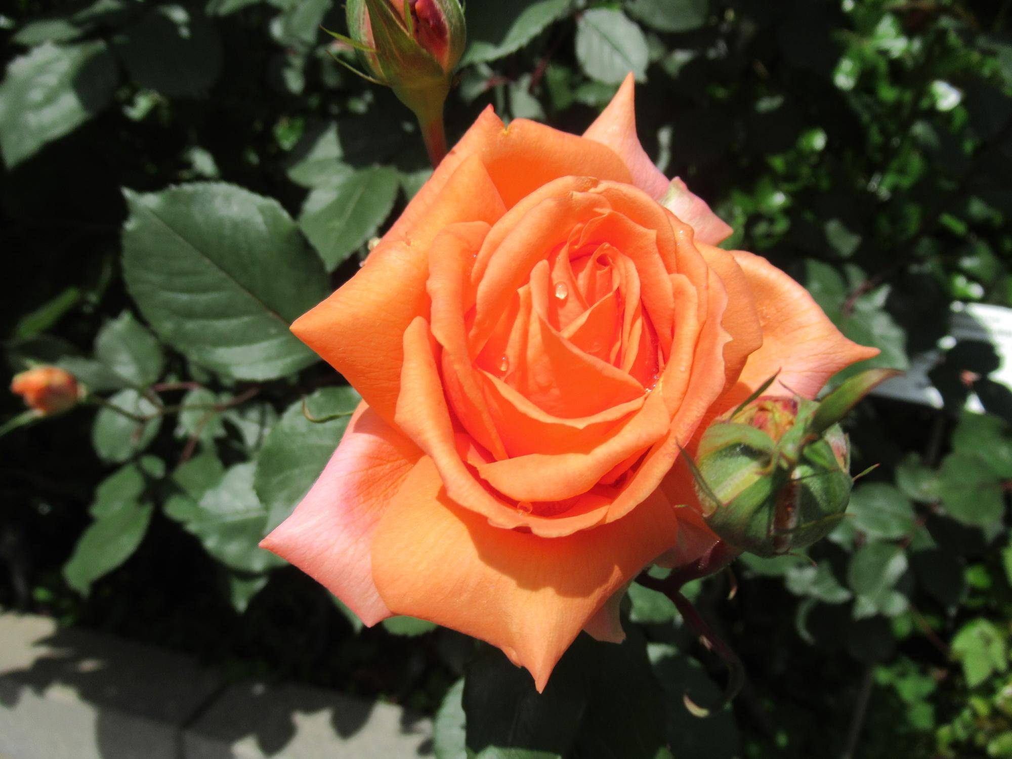 0502【ベーリック】 マドモアゼルマイコ.JPG