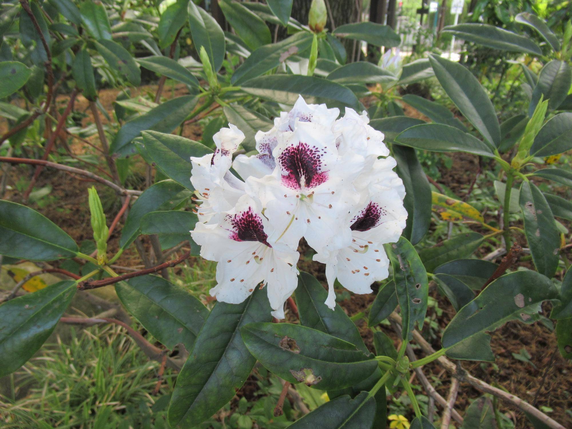 0502【ベーリック】 セイヨウシャクナゲ.JPG