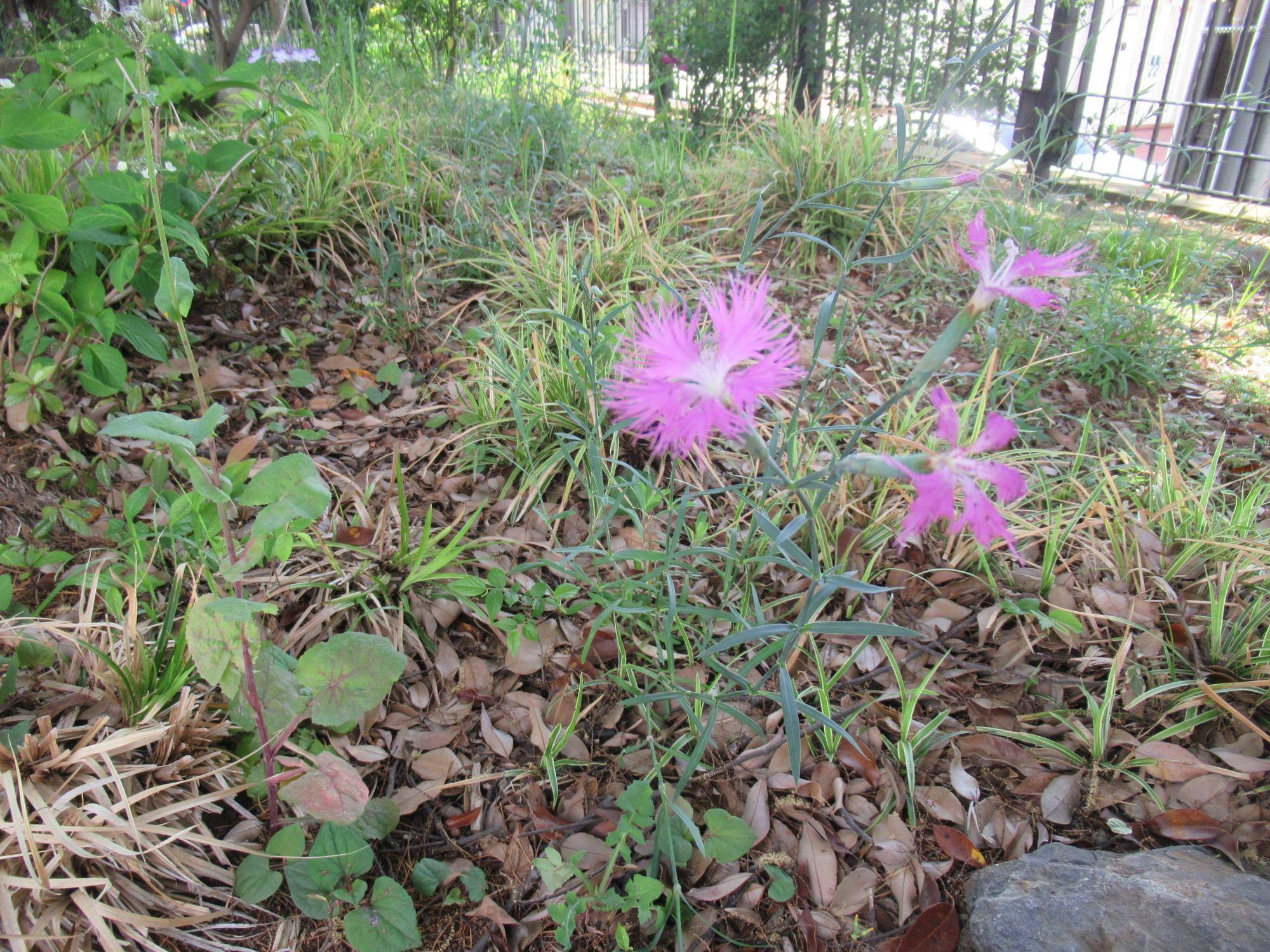 0526【ベーリック】 ナデシコ.JPG