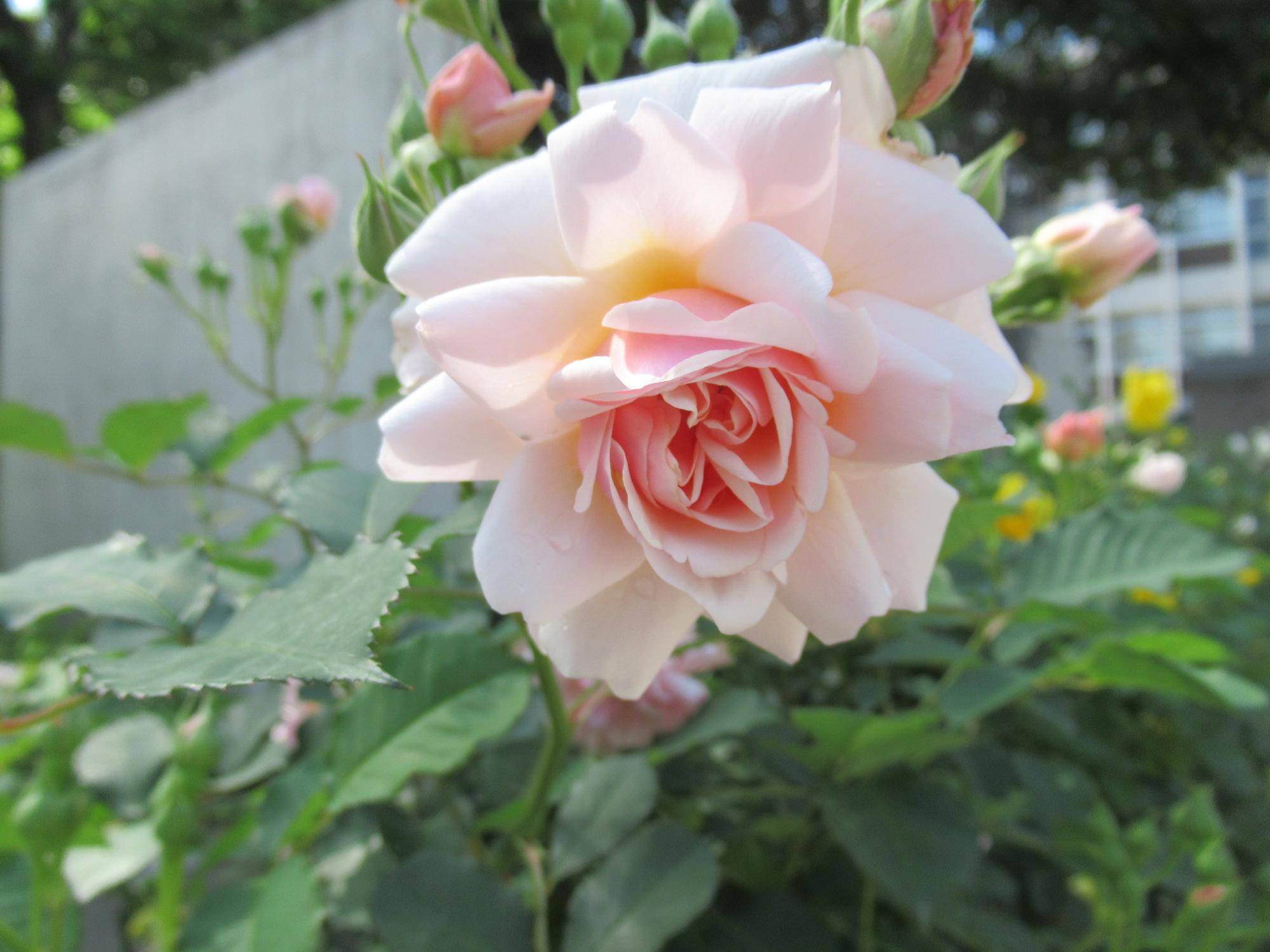 0502【ベーリック】 フェリシア.JPG