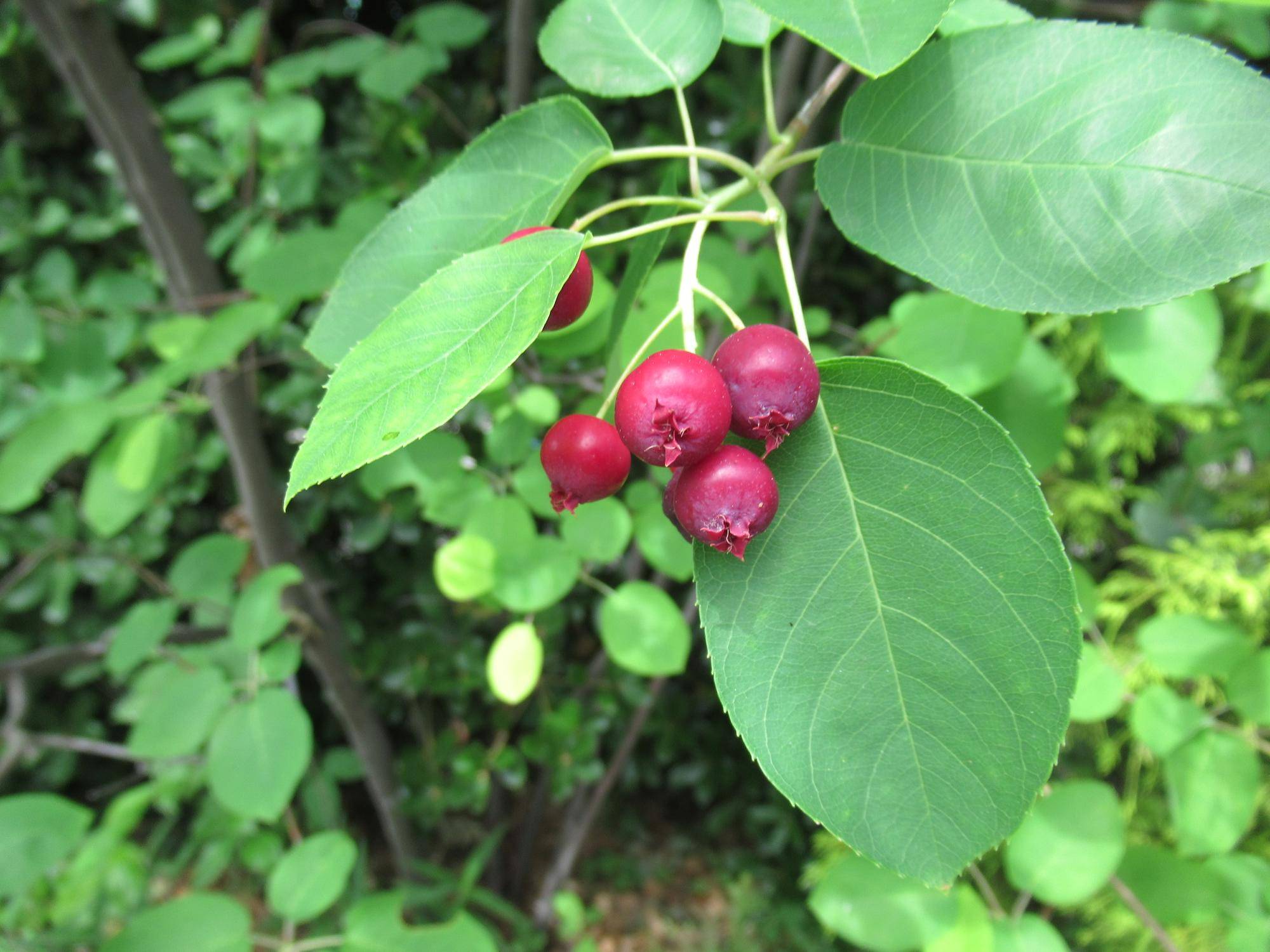 0526【ベーリック】 ジューンベリー.JPG