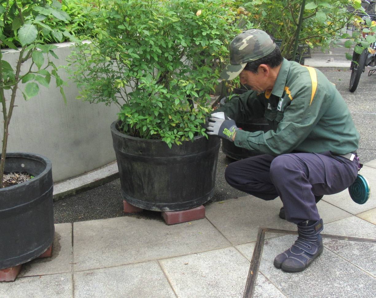 0513バラにお礼 (3) - コピー.JPG