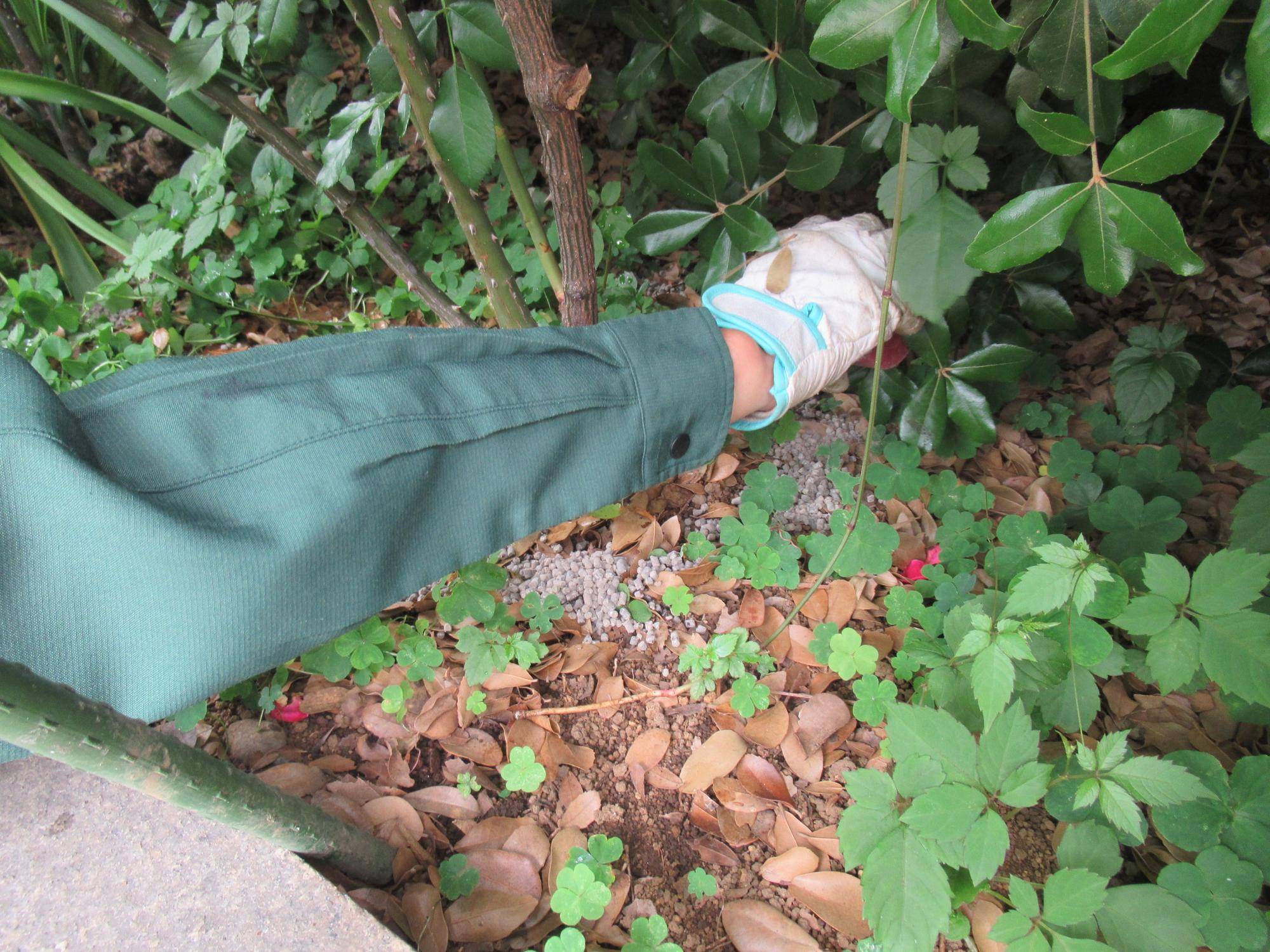 0513バラにお礼 (2).JPG