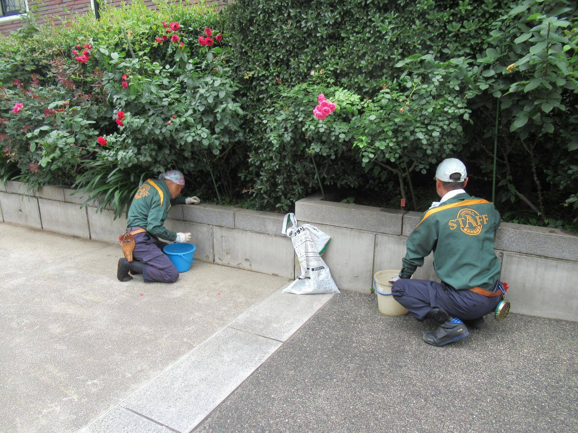 0513バラにお礼 (1).JPG