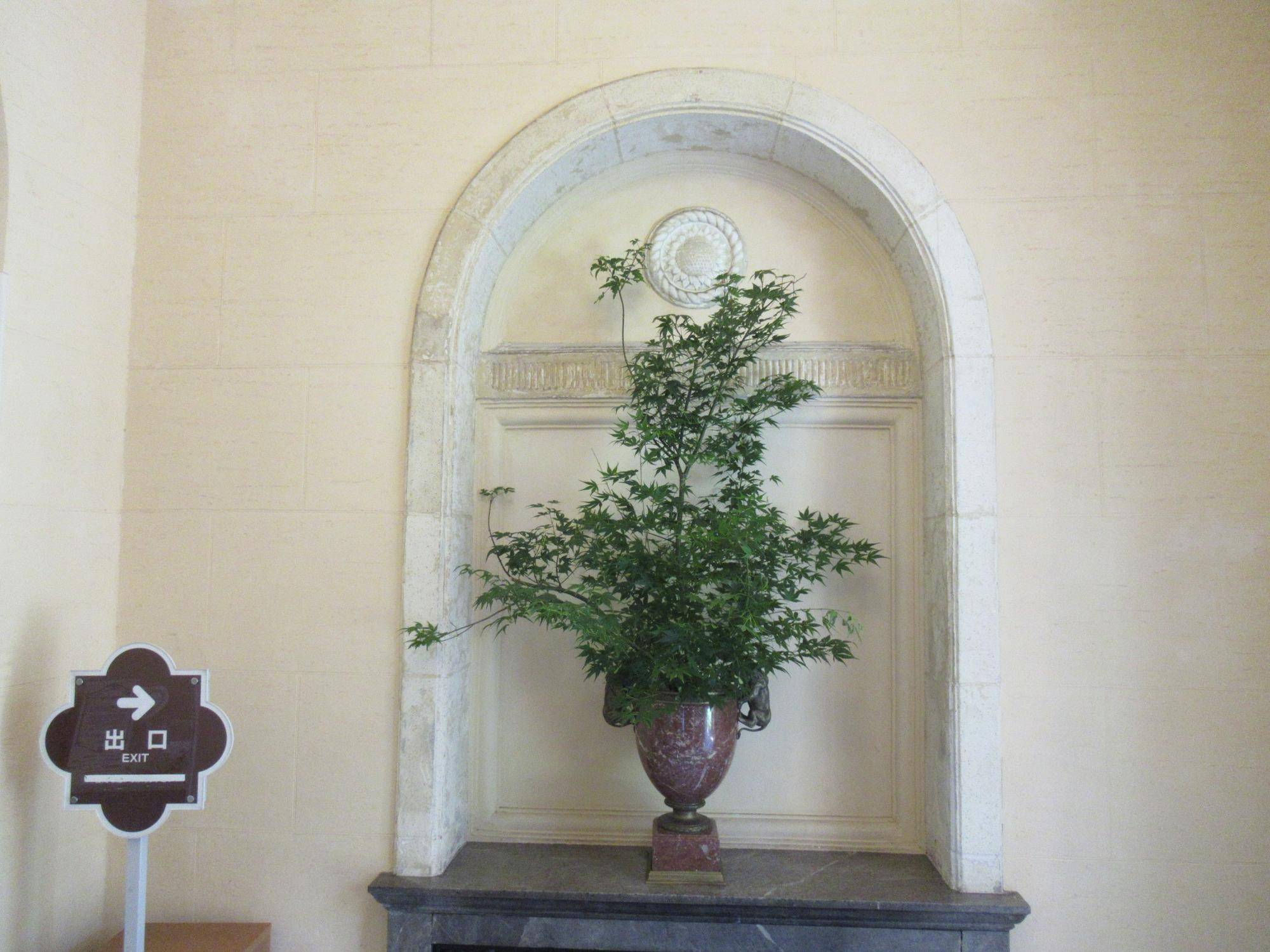 【ベーリック】 セント･ジョセフ公園のアオモミジ.JPG