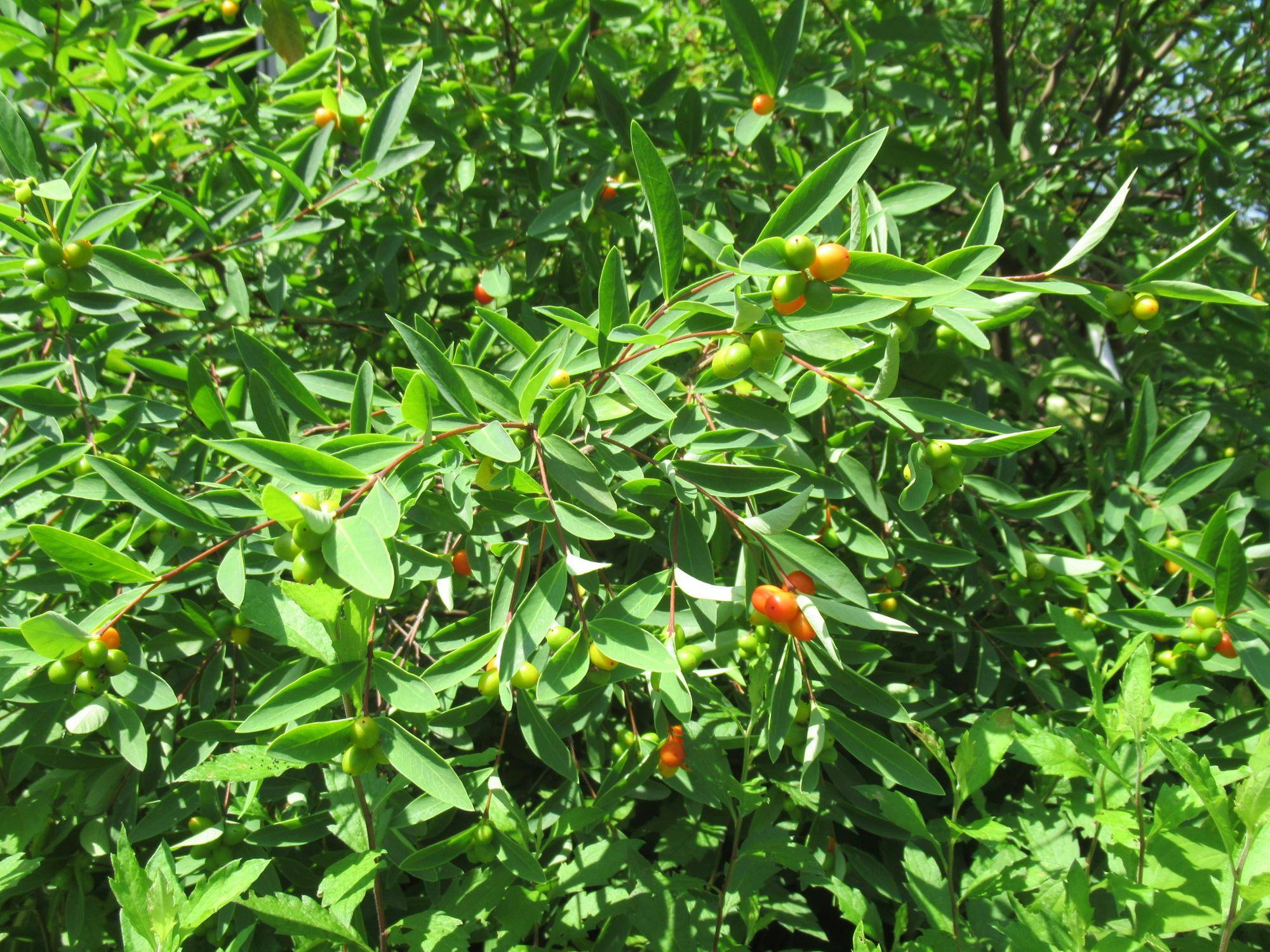 【ベーリック】 ヤンバルガンピ.JPG