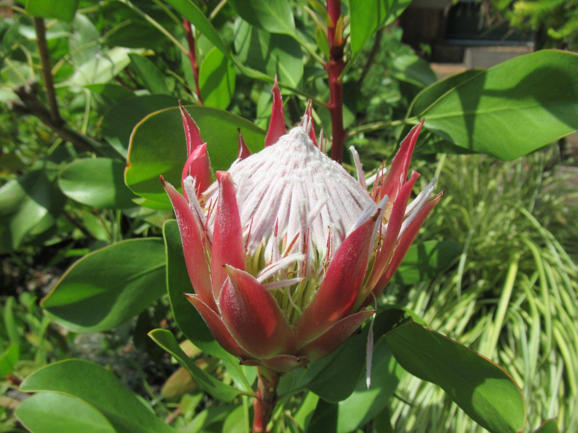 0801【ベーリック】 キングプロティア.JPG