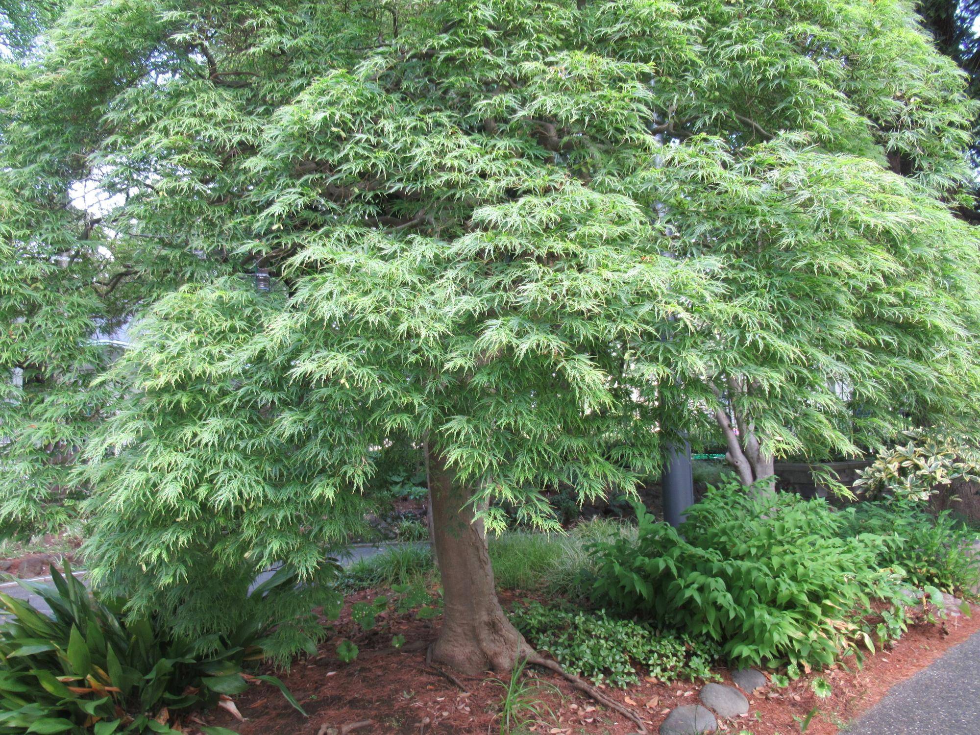 0801【ベーリック】 アオモミジ.JPG